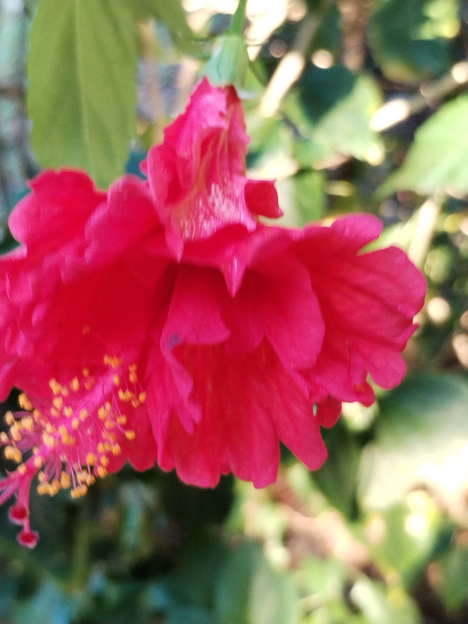 A close-up shot captures a bright red hibiscus flower in Bac Nha Trang Ward, Vietnam. The flower, with its multiple layers of petals and prominent yellow stamen tips, is the focal point against a blurred backdrop of green leaves and dappled sunlight.