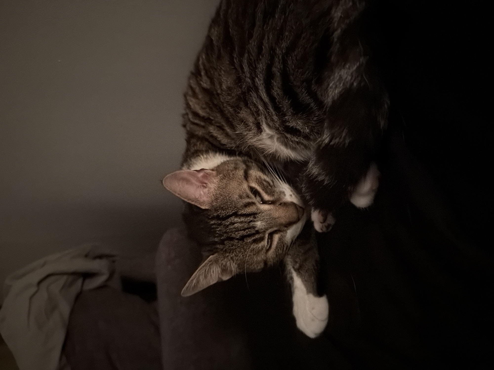 A tabby cat with white paws is curled up and sleeping on a grey surface. The cat has its head tucked down and eyes partially closed. Part of the cat's body is in shadow. In the lower left of the image is a grey surface with some crumpled fabric on it. The rest of the background is dark. This image does not provide enough information to determine a location in Plovdiv, Bulgaria.