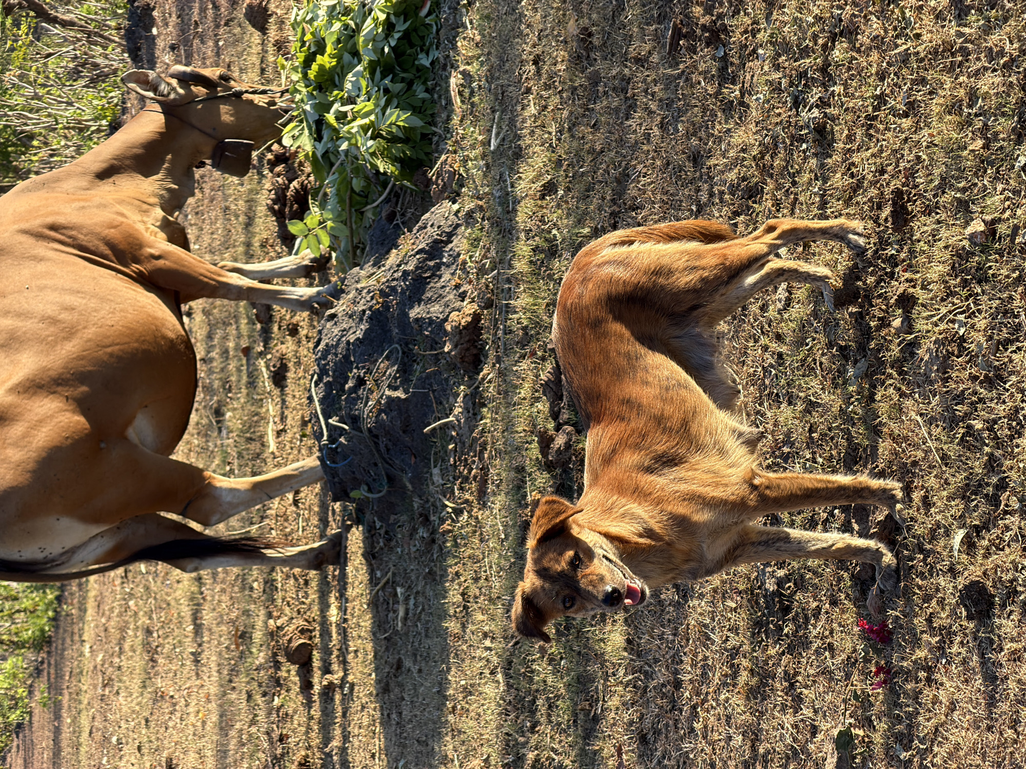 In Kuta Selatan, Indonesia, a brown dog stands in a dry, grassy field, facing the camera with its mouth open. Behind it, a brown cow grazes on a pile of green leaves. The ground is covered in dry grass and patches of dark soil. Sunlight casts long shadows across the scene, indicating it is likely late afternoon. In the foreground, a few small red flowers are visible on the ground near the dog's paws. The background shows sparse vegetation and trees.