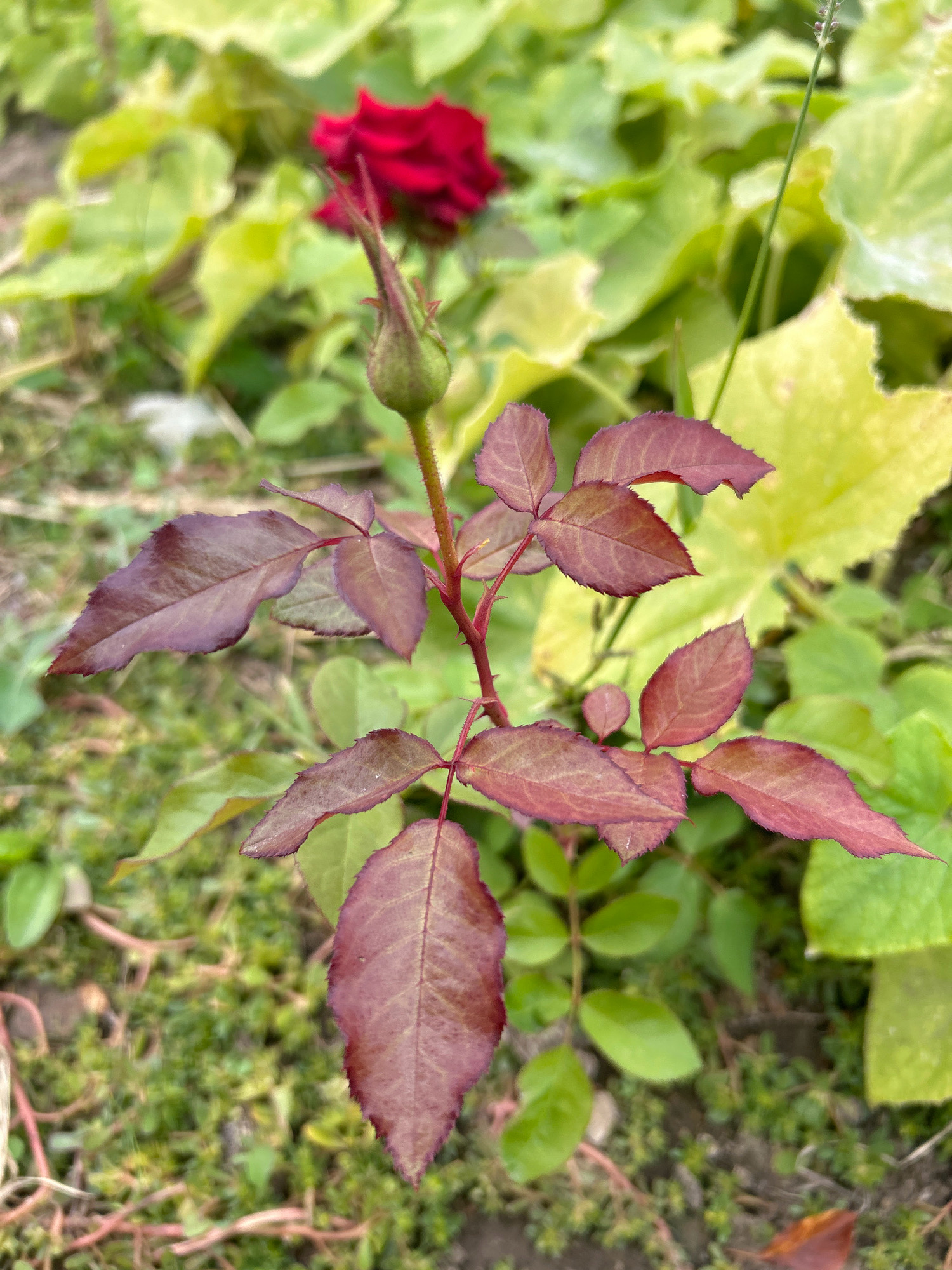 A close-up, slightly blurred, outdoor shot shows a rose bush with a single red rose bloom and a bud. The leaves on the foreground plant are a deep reddish-purple, while the background foliage is a mix of green and yellow. The ground cover appears to be moss and some dry leaves. The location is identified as the akimat of Kandyagash city, Kazakhstan.