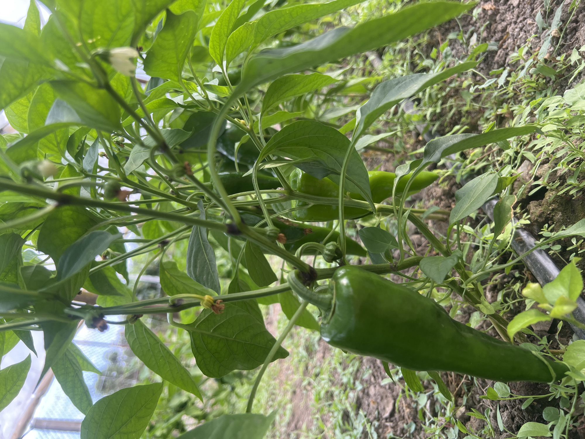 The image displays a close-up view of a pepper plant growing in a greenhouse. Several green peppers are visible, with one prominent pepper in the foreground. The plant has lush green leaves and is supported by a network of stems. The ground beneath the plant is covered with soil and small green weeds, with a black irrigation line running along the ground. In the background, the translucent material of a greenhouse structure is visible, allowing diffused light to enter. The image does not contain any people or any specific indicators of location within Ohrid, Bulgaria.