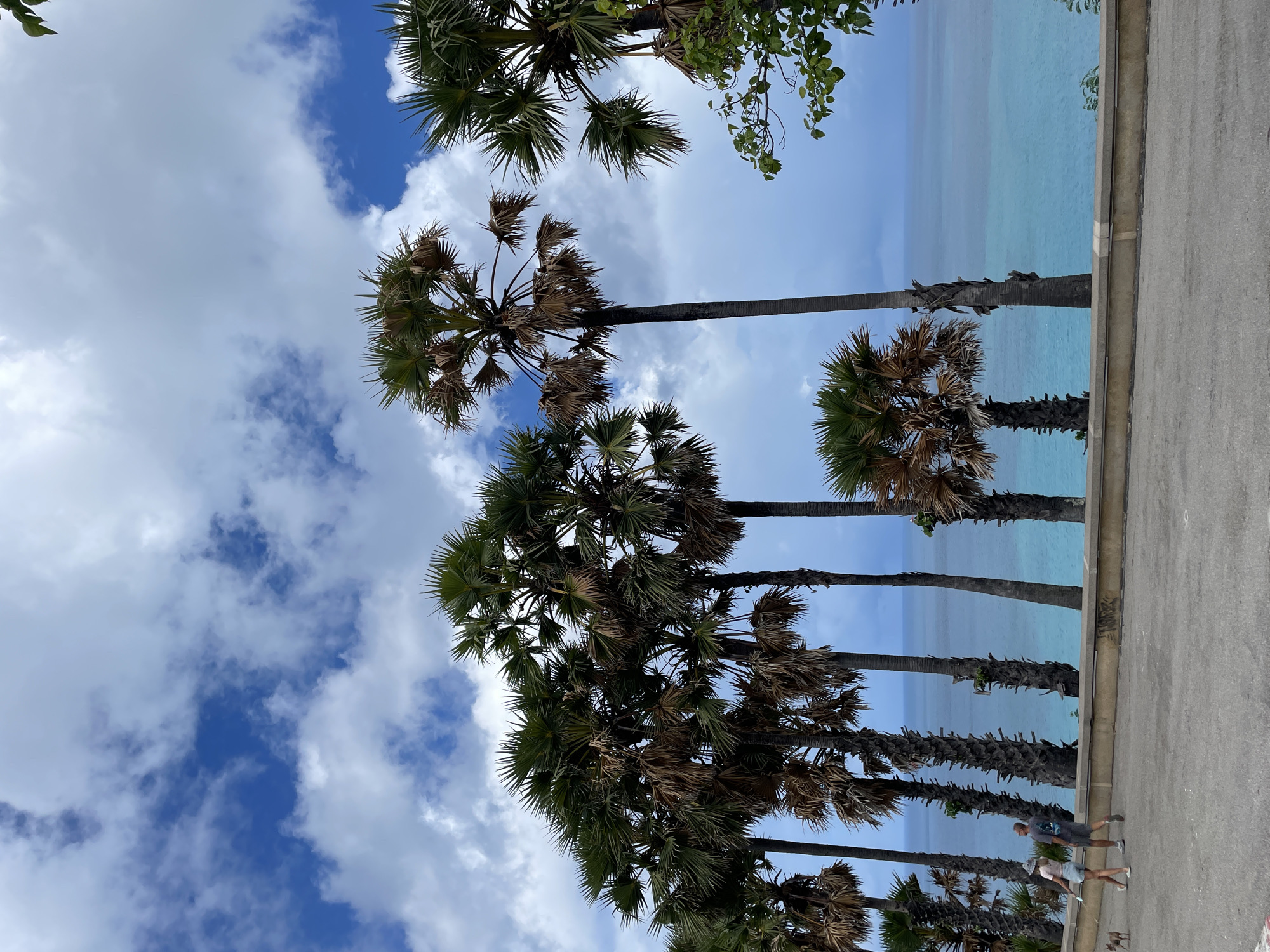 A view, rotated 90 degrees counter-clockwise, captures a row of palm trees lining a road adjacent to a body of water, likely the ocean, in Rawai, Thailand. The sky, visible through and around the trees, is a mix of blue and white, with numerous fluffy clouds. The palm trees are densely packed together, their trunks varying in color from light to dark brown, with some showing signs of age or wear. Their fronds are a mix of green and brown, some appearing dry or decaying.
A gray concrete road or sidewalk runs along the right edge of the frame, separating the palm trees from the water. In the lower right corner, two people are seen walking along the road. One individual is wearing a gray shirt and dark shorts, while the other is wearing a light-colored shirt and light-colored shorts. A dog is also present, moving alongside them.
The water is a light blue color, contrasting with the darker tones of the trees and road. The scene conveys a tropical, coastal atmosphere.