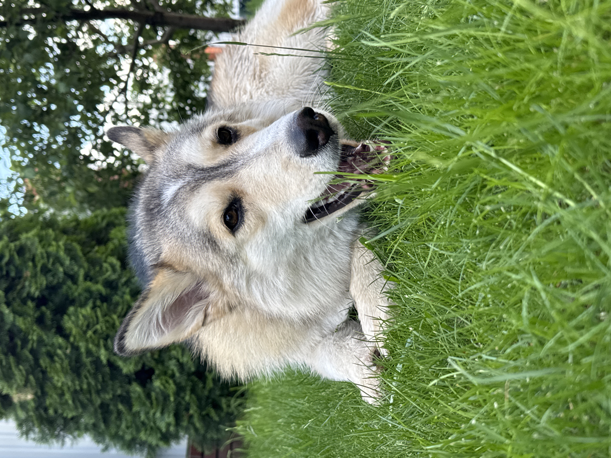 A dog is lying on bright green grass in a yard. The dog is a light brown and gray husky breed with dark eyes and pointed ears. It is panting with its mouth open, showing its pink tongue and teeth. In the background, there are trees and a building. The image appears to have been taken in Prikladnoye, Russia.