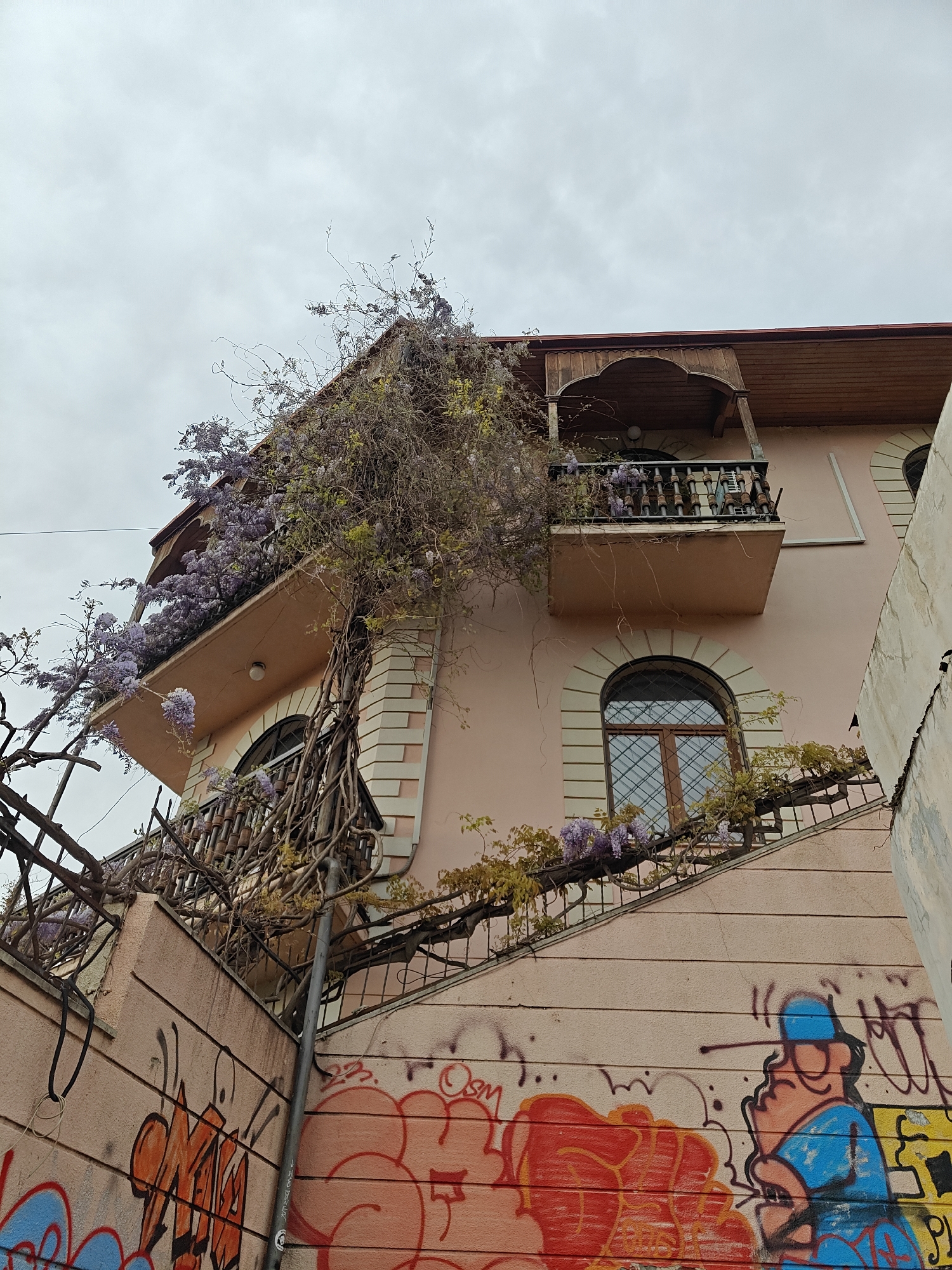The image presents a weathered, multi-story building in Tbilisi, Georgia, viewed from a low angle against an overcast sky. The building's facade is a soft peach-pink, featuring arched windows with dark frames and grid patterns. Two balconies are visible: an upper, ornate wooden balcony with a carved roof overhang and balustrade, and a lower one with a metal railing.
A dense wisteria vine, heavily laden with clusters of purple flowers and intertwining bare branches, dominates the upper part of the building. It drapes over the roofline, cascades down the balconies, and clings to the walls, adding a vibrant, natural element to the architecture. The vine's robust growth appears to partially obscure some windows and architectural details.
Below the main structure, a sloped wall is covered in extensive graffiti. Notable tags include "OMA" in bright orange bubble letters, along with various red, blue, and black scribbles and shapes. On the right, a cartoon-like figure wearing a blue cap and shirt is depicted. A slender utility pole or pipe runs vertically near the graffiti-covered wall.
The sky is a uniform, light grey, indicating an overcast day. No specific activity is taking place, presenting a static scene that highlights the blend of historic architecture, natural overgrowth, and urban street art typical of parts of Tbilisi.