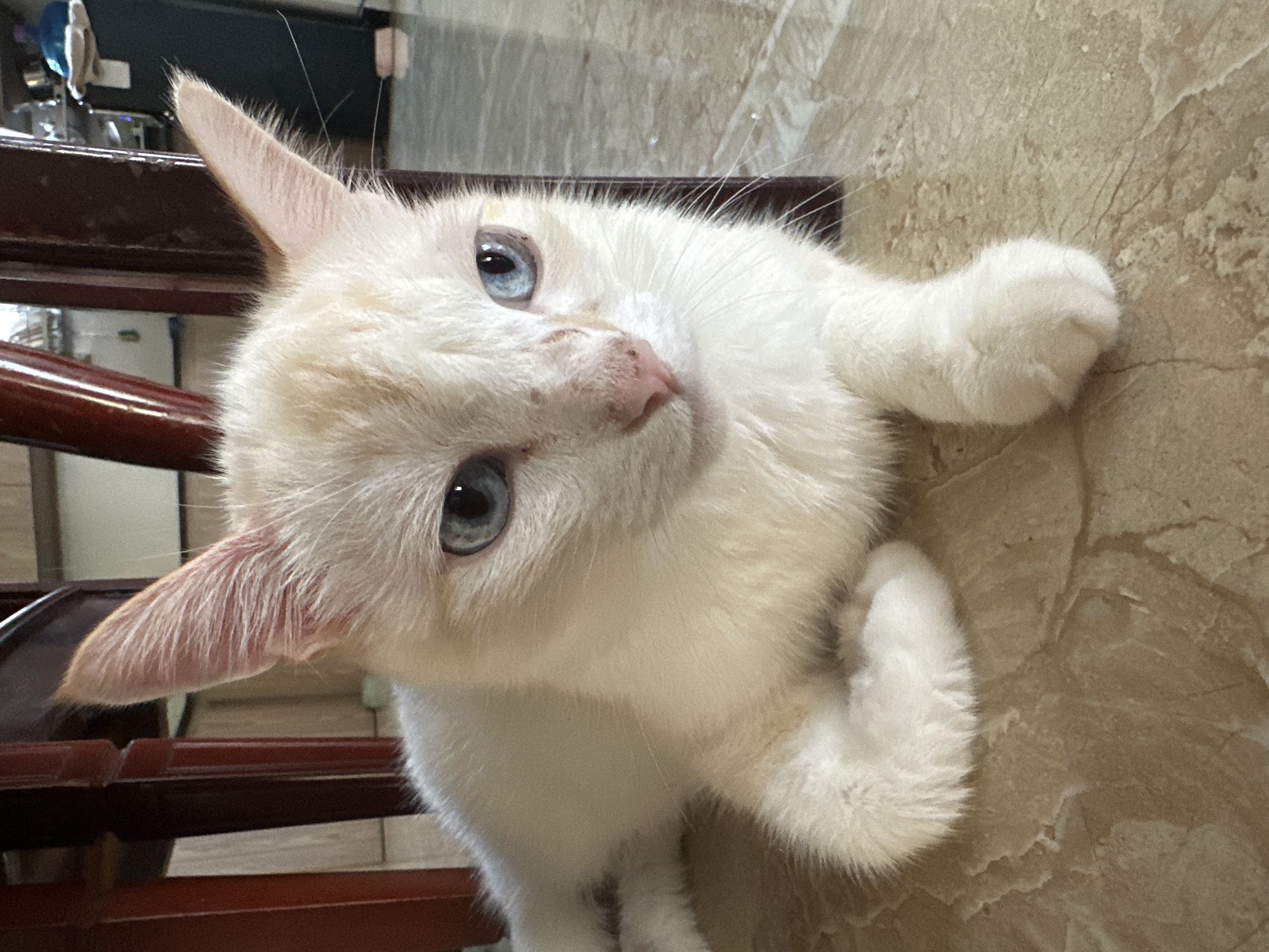 A close-up, eye-level shot captures a white cat with pale orange markings, lying on a beige tiled floor. The cat's fur is fluffy, and it has striking blue eyes. Its ears are pointed and tinged with pink. The cat is positioned near the dark wooden legs of a piece of furniture, likely a table or chairs, which are visible in the background. The environment appears to be indoors, possibly a home, with the floor showing a marble-like pattern. No people are present in the image. The lighting is natural, highlighting the cat's features. The location is described as Bac Nha Trang Ward, Vietnam.