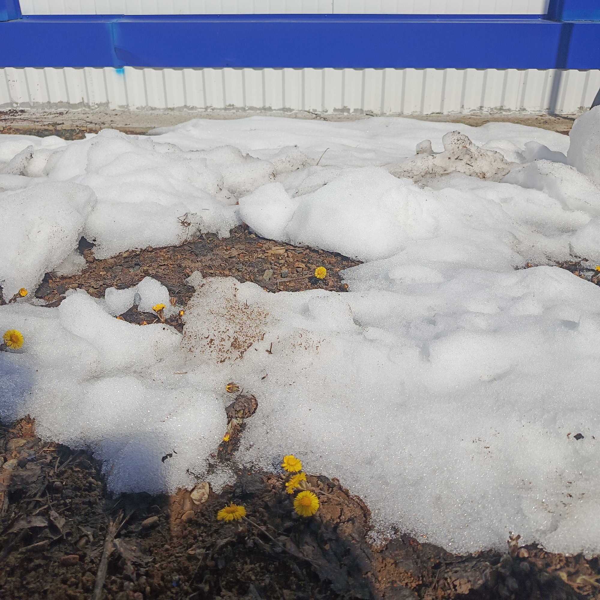 The image shows a patch of ground in Марковский, Russia, partially covered in melting snow. Several small, yellow flowers are blooming in the exposed soil amidst the melting snow. The background features a blue and white building. The ground is composed of dark soil mixed with decaying leaves and debris. The overall scene depicts the transition from winter to spring in an urban area.