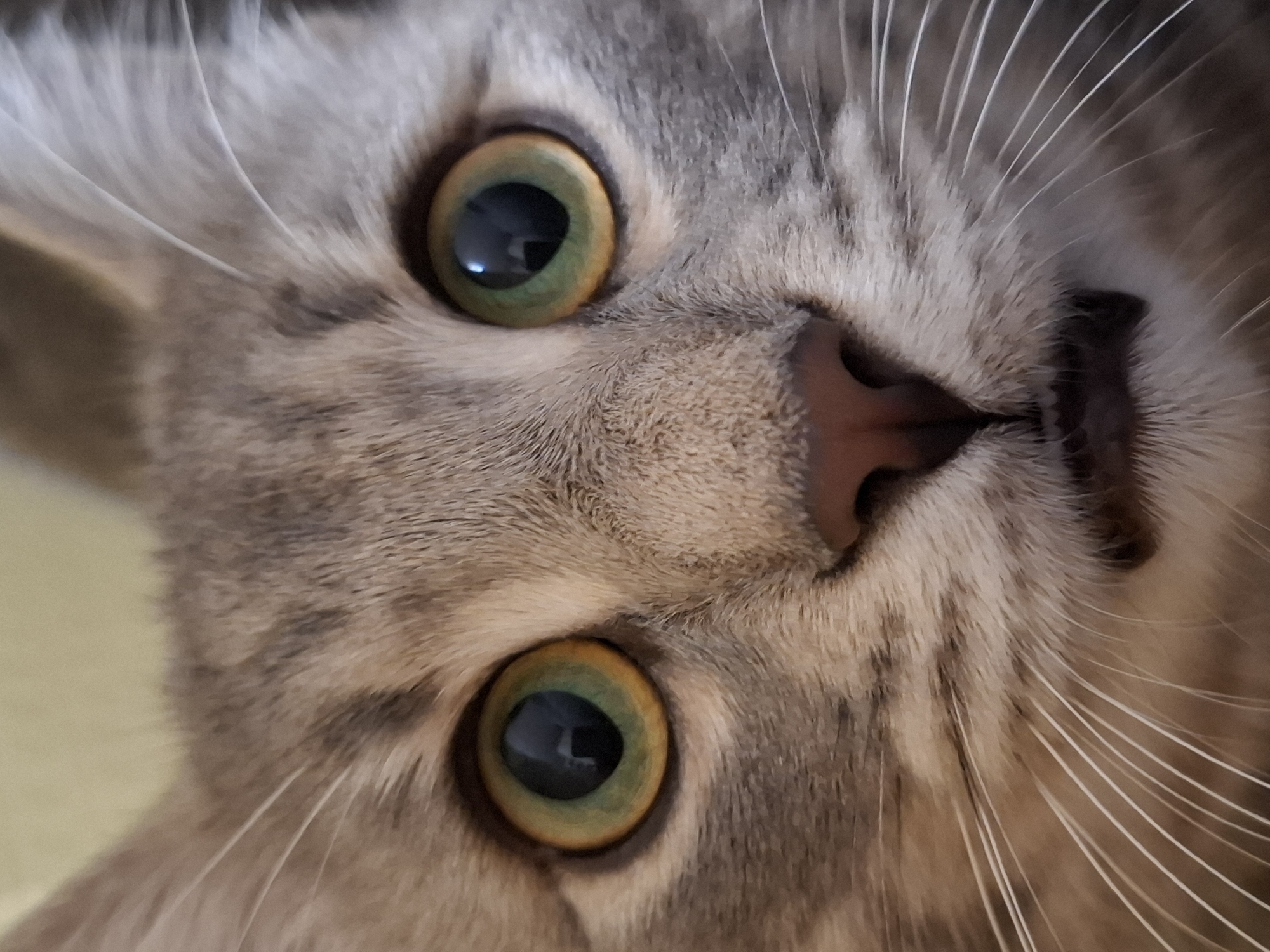 A close-up, upside-down view captures the face of a gray tabby cat. The cat's eyes are large, round, and green with black pupils, reflecting light. Its nose is pink and triangular. White whiskers radiate from the cat's muzzle. The background is blurred and indistinct. There is no information to suggest a location in Novi Sad, Serbia.
