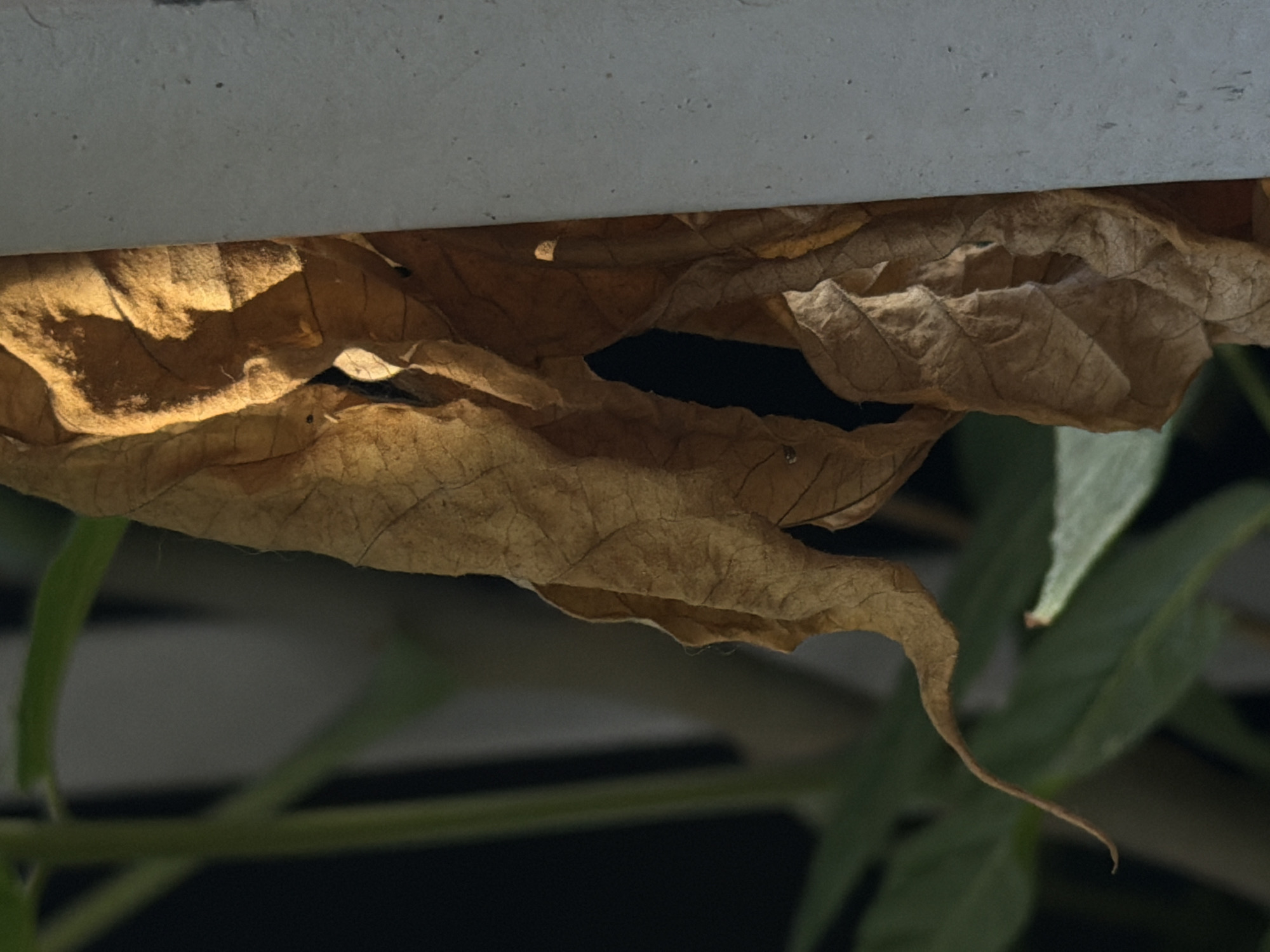 The image shows a close-up of a dry, brown leaf against a light grey, textured surface, possibly a wall or column. To the left of the leaf, out-of-focus green foliage and a dark background are visible, suggesting an outdoor setting, perhaps in a garden or courtyard. The lighting creates strong shadows and highlights on the leaf, emphasizing its wrinkled texture and vein patterns. The overall scene appears to be a still life composition focusing on natural elements and textures. The specific location in Ramat Gan, Israel, is not directly discernible from the visual information provided in the image itself.