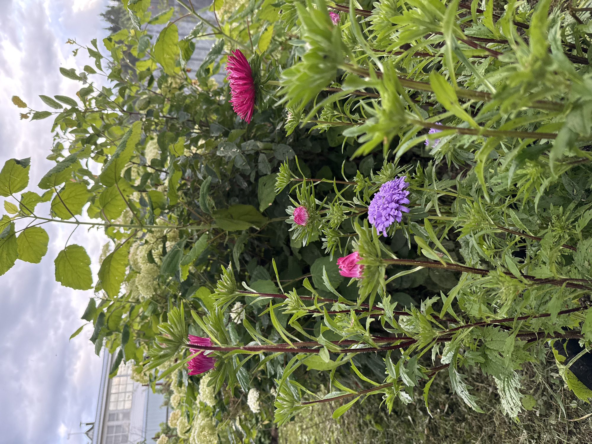 This is a medium-shot, eye-level, outdoor photograph of a flower garden. The foreground is dominated by lush green foliage, with several plants featuring tall, dark red stems. Two bright magenta asters are visible, one in the upper left and another to the right, with a fully bloomed example on the right. A vibrant purple pincushion flower is also present in the lower left quadrant. In the background, a white building with numerous windows is partially obscured by the dense greenery, suggesting it is a structure within Irinovka, Russia. The sky is overcast with dramatic clouds. The overall scene depicts a vibrant, naturalistic garden setting, possibly a backyard or community garden in Irinovka, Russia.