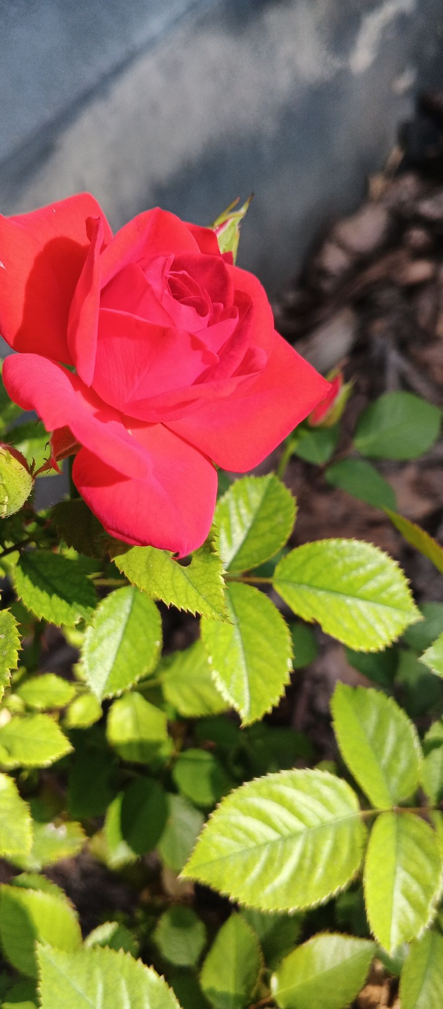 A close-up, vertical, eye-level shot features a bright red rose in full bloom, positioned in the upper left quadrant of the frame. The rose's petals are velvety and detailed, with sunlight casting shadows across their surfaces, revealing a central swirl of tightly packed petals. Below the rose, numerous green leaves with serrated edges fill the lower portion of the image, many catching the sunlight and appearing vibrant and glossy. In the background, a textured, dark grey surface, possibly a wall, occupies the upper left, while the right side shows blurred elements of dark soil and possibly more foliage, suggesting an outdoor garden setting. The scene is illuminated by natural sunlight, creating a high contrast and sharp focus on the rose and foreground leaves. There are no people or animals present in the image. The location is not specified in the image.
