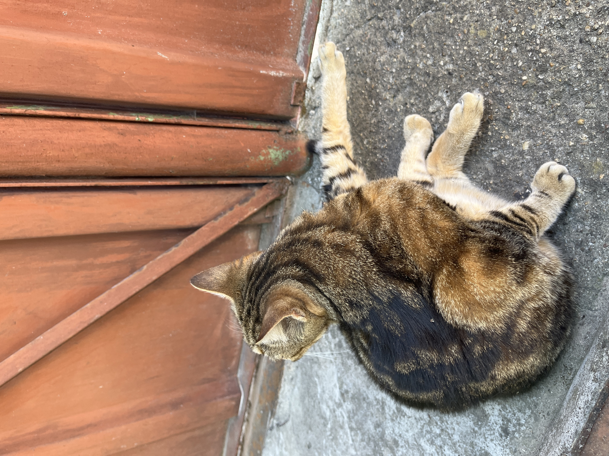 A tabby cat is lying on its back on a concrete surface next to a brown metal door. The cat's paws are extended, and its belly is exposed. The cat's fur is a mix of brown, black, and tan stripes. The metal door appears to be weathered and has some green paint chipping off it. The scene is outdoors, and the lighting suggests it is daytime. The location is Ruse, Bulgaria. The cat appears relaxed, enjoying the warmth of the ground. There is no visible text in the image.