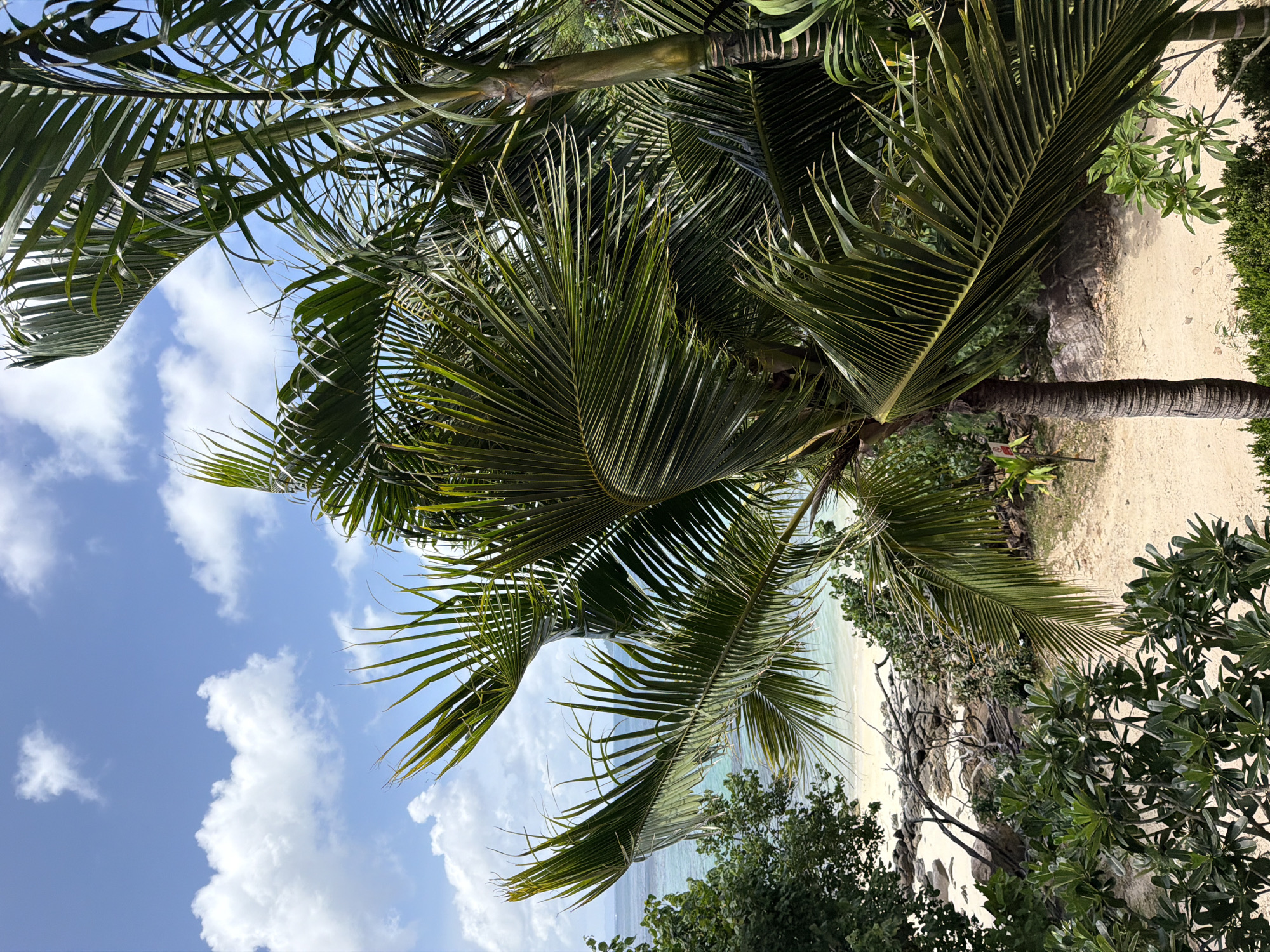 An eye-level, outdoor shot shows a close-up view of several palm trees and their fronds against a bright blue sky filled with scattered white clouds. The palm fronds are lush green and occupy a large portion of the frame. In the background, a sandy beach meets a turquoise ocean with gentle waves. Beyond the beach, lush green vegetation and some large rocks are visible. The scene suggests a tropical coastal environment. The location is identified as Ao Nang, Thailand.