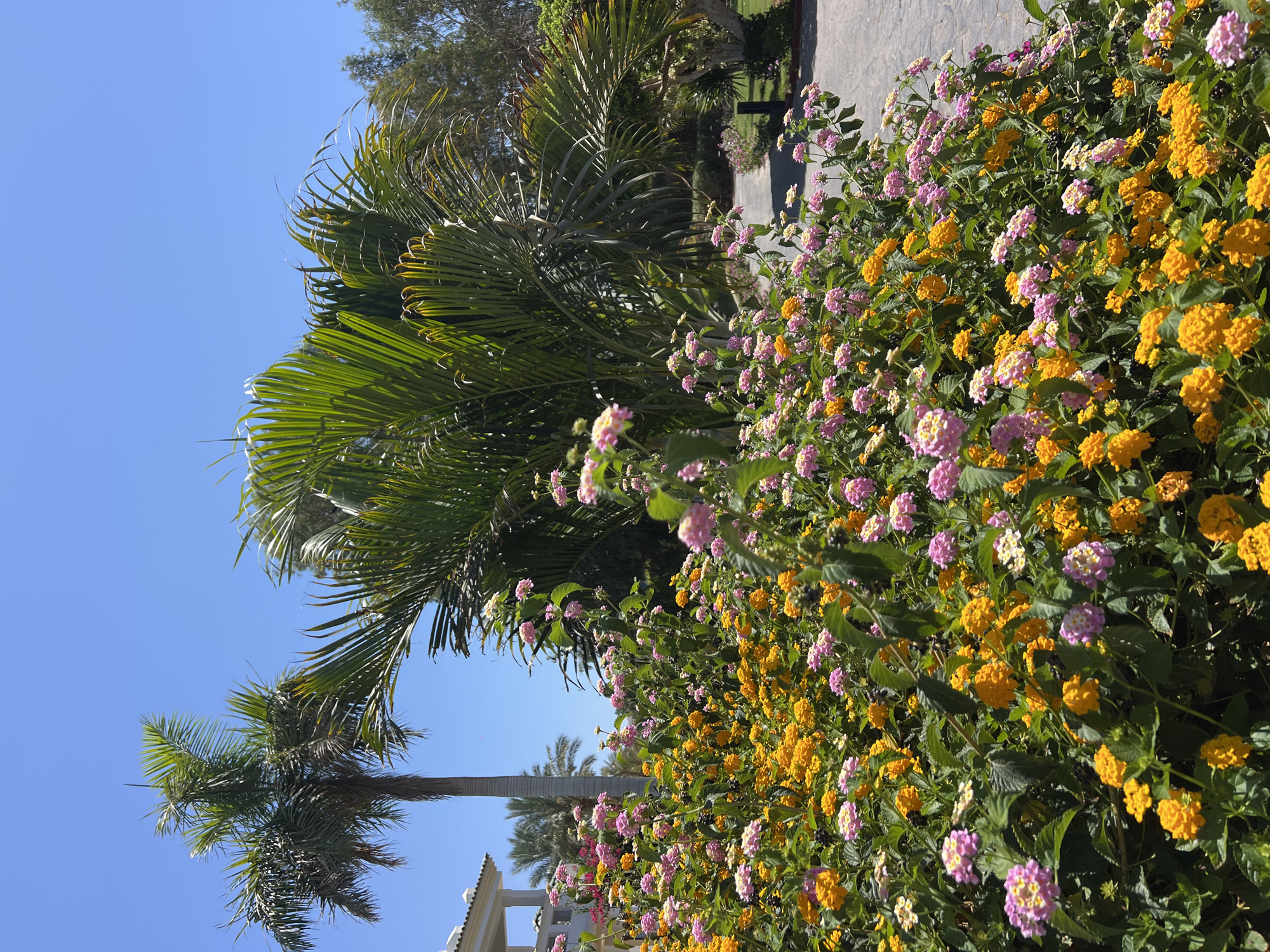 A vertical, medium shot captures a vibrant flower bed in bloom, featuring clusters of small, dense flowers in shades of pink and bright yellow-orange. The flowers are in focus, filling the foreground and mid-ground of the image. Behind the flowers, a large palm tree with wide, green fronds dominates the upper right portion of the frame, its leaves catching the sunlight. To the left, the upper section of a white building with a sloped roof is visible, suggesting a structure like a hotel or villa. In the background, more palm trees and greenery are visible, along with a paved pathway leading into the distance. The sky above is a clear, bright blue, indicating a sunny day. The scene evokes a tropical or subtropical environment, consistent with locations like Sharm El Sheikh, Egypt, known for its resorts and lush landscaping. There are no people or animals visible in the frame.