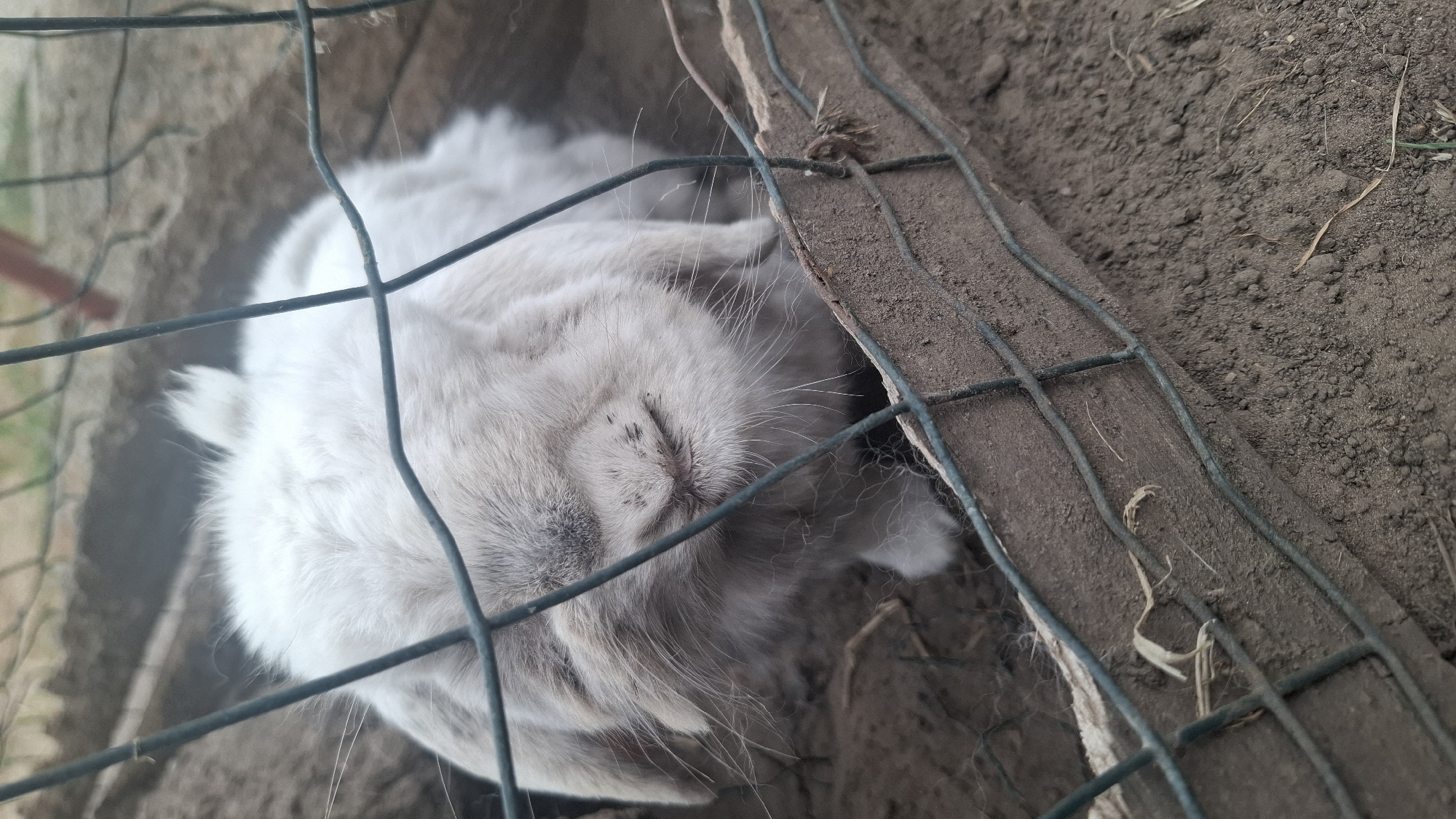 A lop-eared rabbit is viewed through a wire fence, partially buried in dirt. The rabbit is light gray and white, with its eyes closed and its ears folded over its head. It appears to be resting or sleeping. The fence is made of dark green wire and has a wooden plank along the bottom. The ground is covered in dirt and some dry grass. The background is out of focus, but appears to be more dirt and possibly some vegetation. There is a blurry human hand visible in the upper right corner of the image, suggesting human presence nearby.