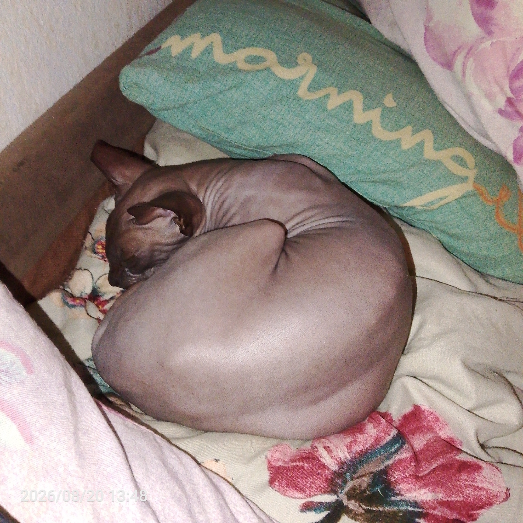 A hairless cat is curled up asleep on a bed. The cat is dark in color and is positioned in the center of the frame. The bed is covered with floral patterned sheets and a teal pillow with the word "morning" written on it in yellow letters. The lighting suggests it is daytime. The scene appears to be indoors, in a bedroom.