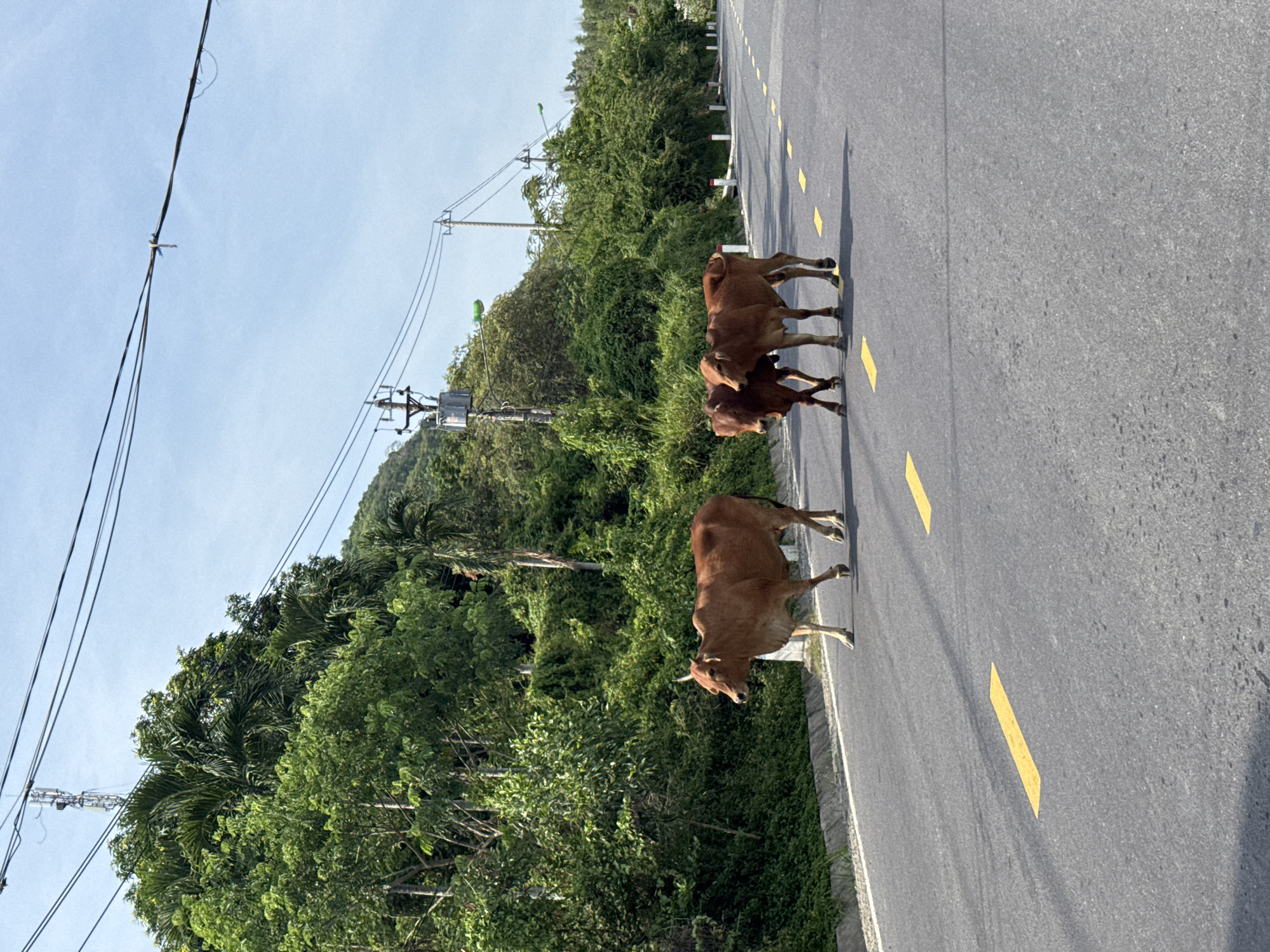 Three cows are walking across a paved road in Nam Nha Trang Ward, Vietnam. The road is gray asphalt with yellow dashed lines indicating lanes. The cows are brown and appear to be of the same breed. The cow on the left is walking slightly ahead of the other two. The two cows on the right are walking close together, with one slightly behind the other. The road is bordered by a green, lush hillside covered in trees and vegetation. Power lines are visible overhead, supported by utility poles. The sky is blue and clear. The scene suggests a rural or semi-rural environment where livestock may roam freely.