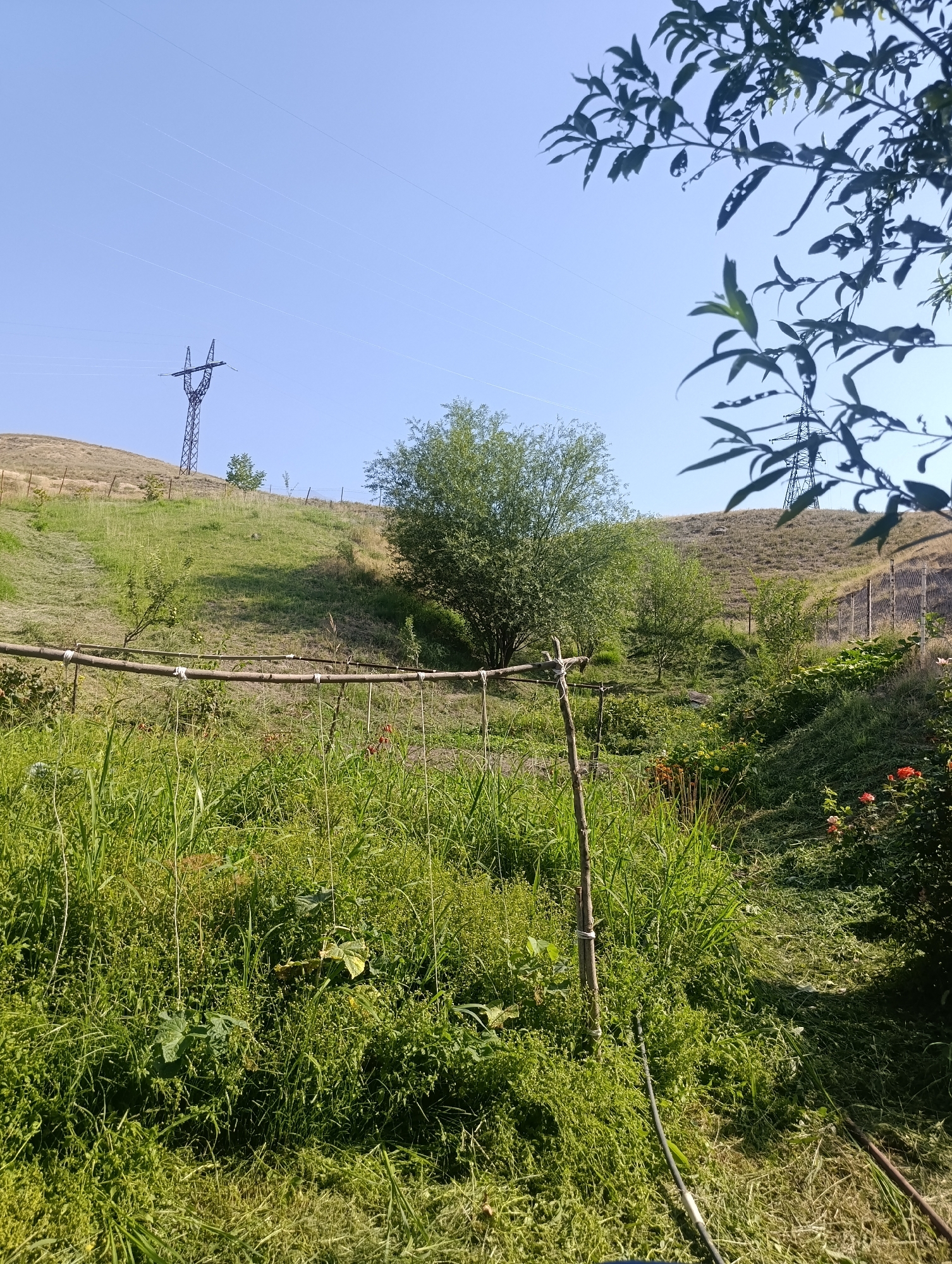 A view of a green, overgrown hillside in Mailuu-Suu City, Kyrgyzstan, under a clear blue sky. In the foreground, tall grass and some vegetation grow around a rudimentary bamboo trellis. Further up the slope, trees and shrubs are scattered. Two electricity pylons are visible on the hills, one on the left and another further back on the right. The scene appears to be a rural or semi-rural area.