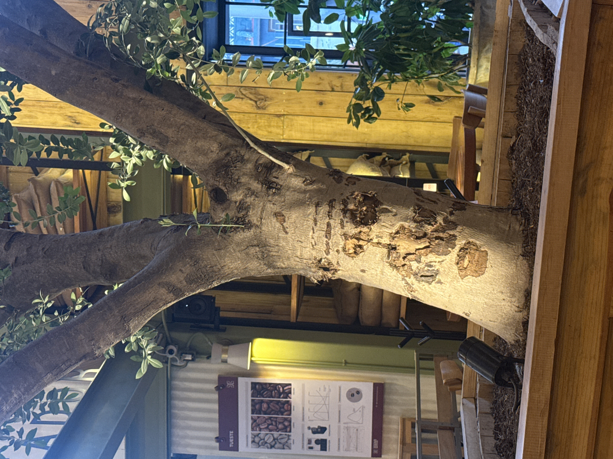 The image captures a scene indoors, possibly within a restaurant or café, featuring a faux tree trunk as a decorative element. The tree is positioned in a wooden planter box. The foreground of the image is filled by the tree trunk, adorned with artificial leaves. In the background, wooden walls and furniture are visible, with glimpses of an outside setting. A technical diagram poster hangs on the wall. The location in the city of San Cristóbal, Mexico is not apparent from visual data.