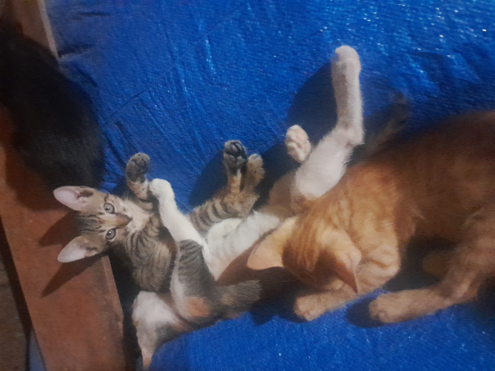 The image shows three cats on a blue tarp in an indoor setting. One small tabby kitten is lying on its back, looking towards the camera with its front paws raised. Underneath and to the left of the kitten, another cat with white, orange, and grey markings is lying on its side, partially obscuring the kitten. The head of a third cat, mostly orange, is visible in the foreground on the right, resting on the body of the second cat. The background shows a wooden surface and a dark shadow. The lighting suggests artificial light or limited natural light.