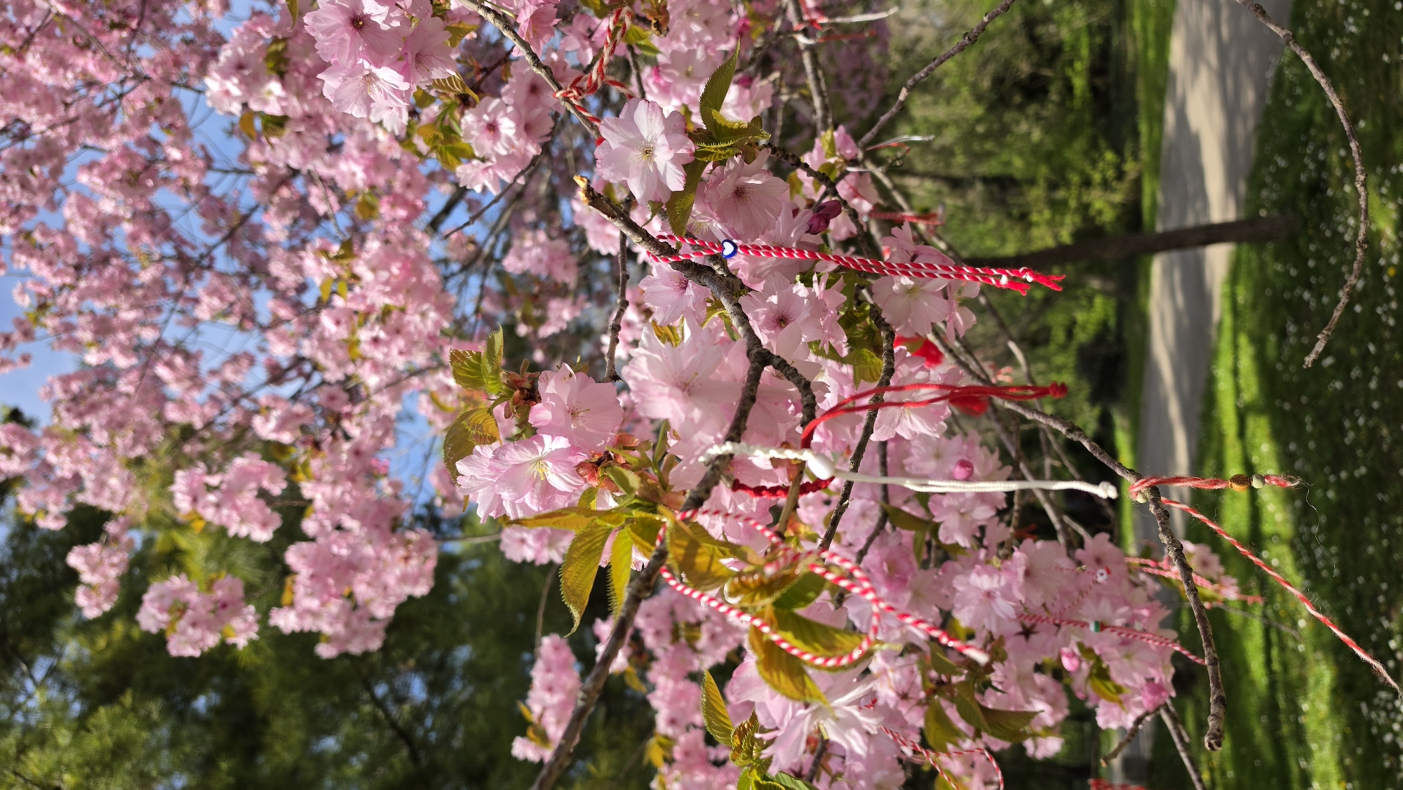 This vertical image captures a vibrant close-up of a blossoming tree, likely a cherry or sakura, under clear skies. The tree is densely covered with numerous clusters of delicate pink flowers and nascent green leaves, signaling the arrival of spring.
Woven among the branches are several traditional red and white twisted strings, known as Martenitsa. These adornments, commonly exchanged and tied to trees in Bulgaria and Romania during the month of March, celebrate the coming of spring. One Martenitsa is adorned with a small blue bead, often associated with an evil eye charm, while another features a few tiny, multi-colored beads.
The background reveals a bright blue sky on the left and a lush green landscape on the right, suggesting a park or garden setting. A winding pathway, possibly paved, is visible amidst the green grass, with other trees in darker green foliage blurring into the distance. The scene is well-lit by bright daylight, indicating a sunny day. No text is visible in the image. The presence of Martenitsa is a strong cultural cue consistent with the location context of Varna, Bulgaria, highlighting a beloved spring tradition.
