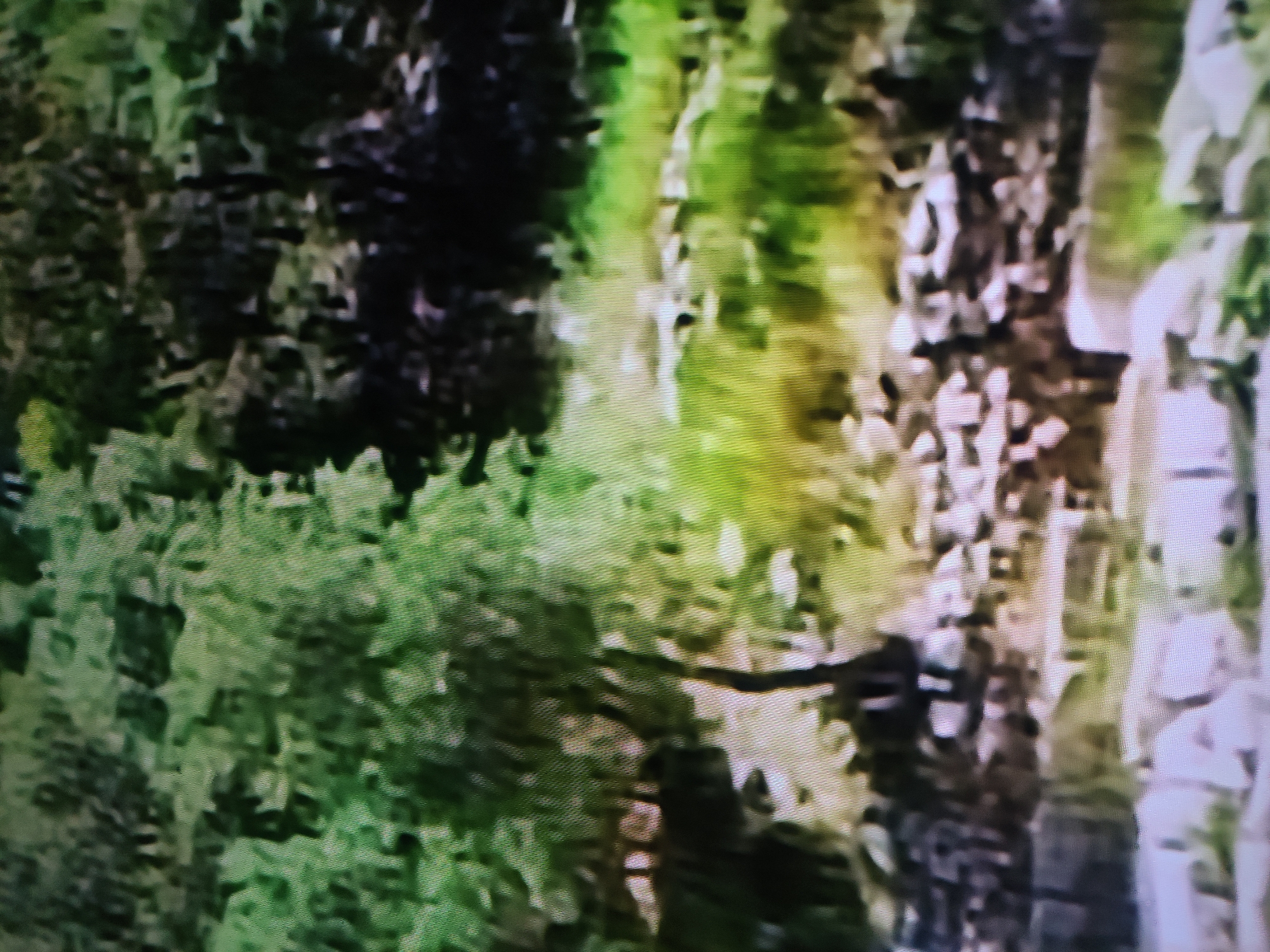 The image shows an out-of-focus scene containing trees and possibly a building or structure. There's a mix of dark green vegetation and lighter, possibly white or gray, vertical elements that could be tree trunks or building pillars. No people, specific objects, actions, or interactions are discernible. The environment is generally green and undefined. No context about Pavlodar, Kazakhstan can be inferred.