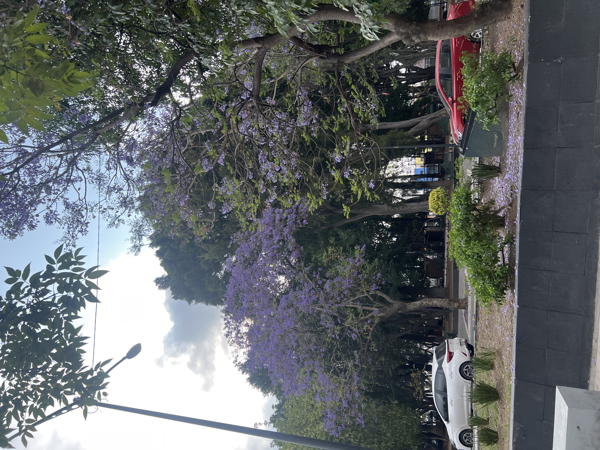 This image depicts a street scene in Puebla, Mexico, characterized by blooming jacaranda trees with their distinctive purple flowers. A white car is parked on the right side of the street, and a red car is partially visible in the background. Trees line the street, creating a canopy effect overhead. A lamppost is visible against a cloudy sky in the lower left. Fallen purple blossoms are scattered on the ground along the curb and around the parked cars. A dark, gray wall or structure is visible on the right edge of the image.