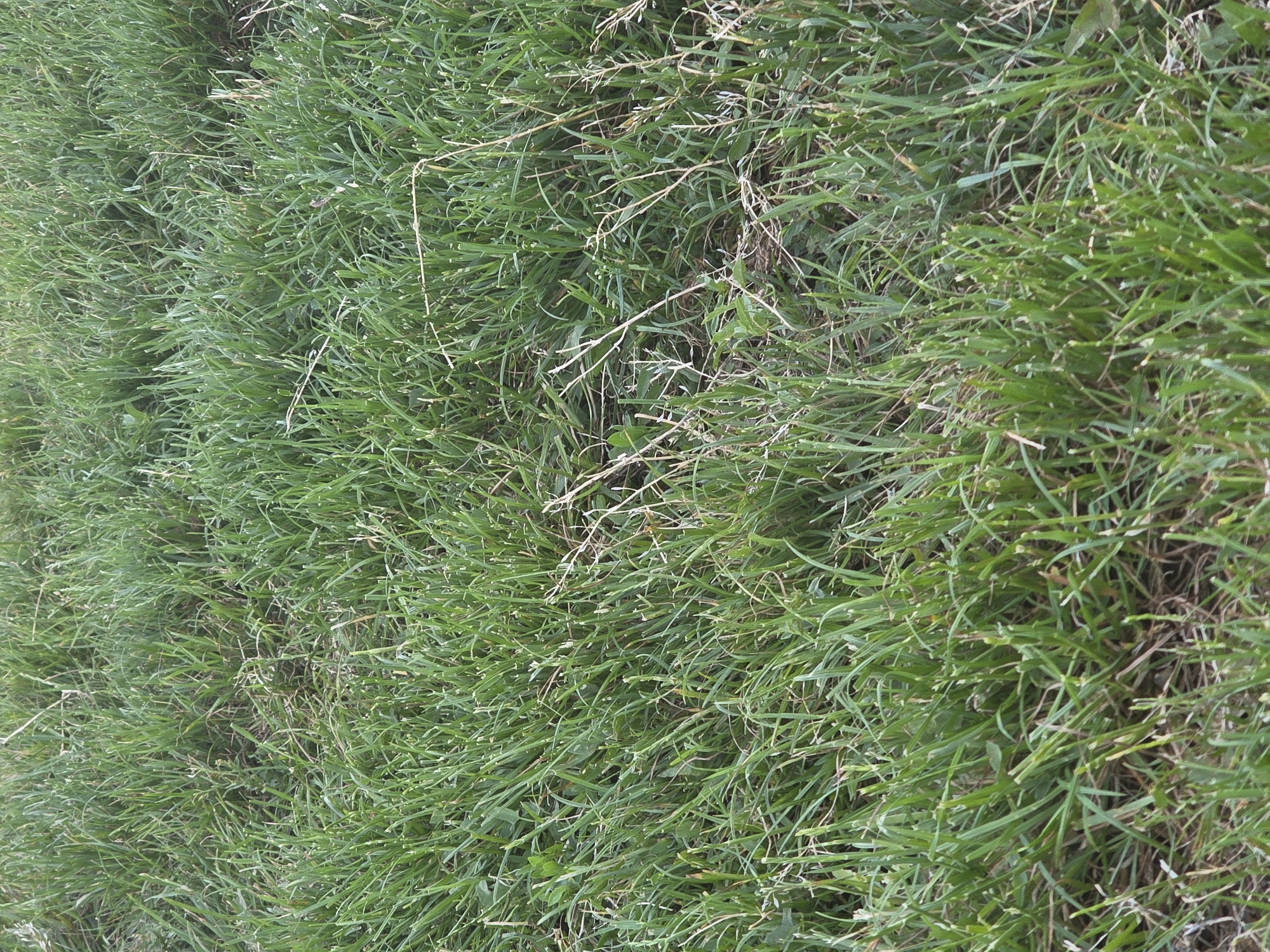 The image displays a close-up, downward-angled view of a dense patch of green grass in the city of Unknown, Unknown. The primary subject is grass, predominantly vibrant green, with numerous individual blades exhibiting blunt, horizontally cut tips consistent with recent mechanical mowing. Interspersed throughout the green growth, particularly visible in the lower half and extending upwards on the right side, are numerous dry, slender, light tan to white plant stems and dead grass blades. These dried elements create textural and color contrast within the otherwise verdant scene. The overall texture is uneven, with varying heights among the green grass blades and the brittle dried material. No people, animals, or man-made objects are present. The environment is an outdoor, vegetated ground cover, likely a lawn or grassy field.