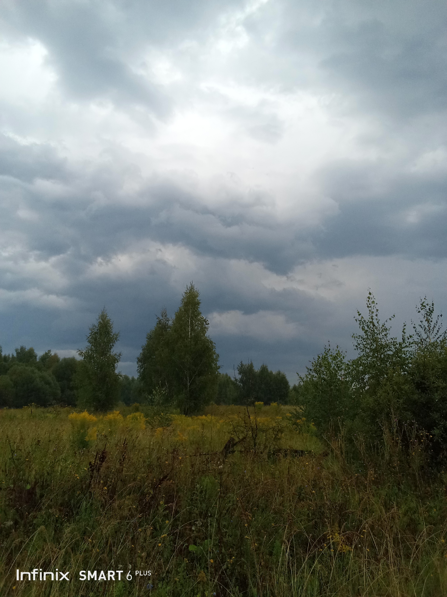 A serene landscape photograph captures a natural scene under a dramatic, cloudy sky. The foreground is a field of tall grass and wildflowers, with yellow blossoms scattered throughout. In the middle ground, several trees stand tall, their green leaves contrasting with the overcast sky. A dense forest forms the backdrop, extending across the horizon. The overall mood is peaceful and slightly melancholic, evoked by the muted colors and the imposing clouds. The image appears to be taken in an outdoor setting, possibly a rural or undeveloped area, with no man-made structures or human presence visible.