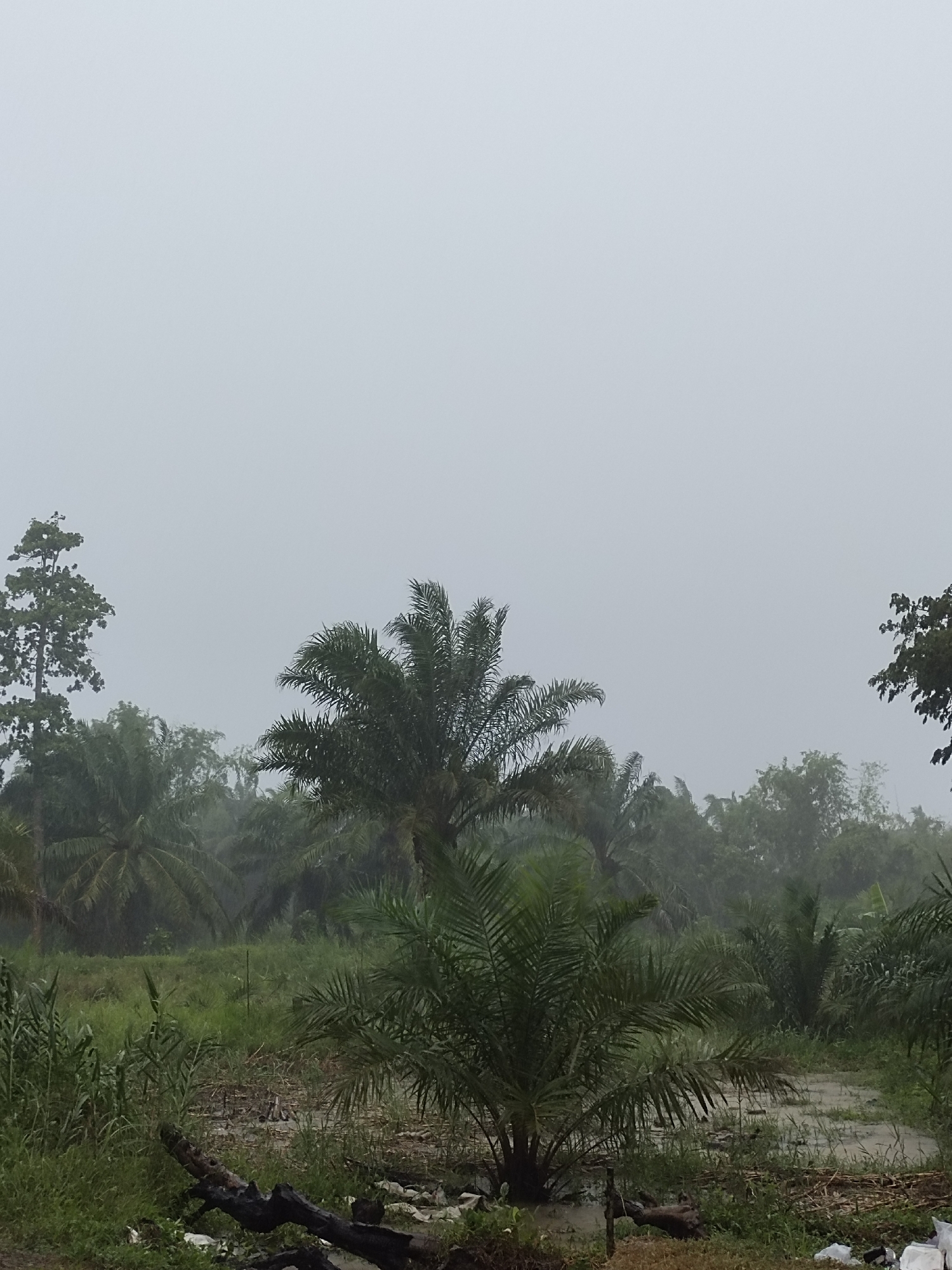 The image displays a dense, verdant tropical landscape under a heavily overcast sky. The scene is dominated by a variety of trees and lush foliage, creating a sense of a wild or semi-cultivated environment.
In the midground, several tall palm trees with prominent fronds are visible, their dark green canopy standing out against the pale grey sky. Other trees, some appearing as part of a dense forest line, recede into the misty background. To the far left, a tall, slender tree with foliage concentrated at its crown reaches high into the sky.
The foreground consists of thick green undergrowth, tall grasses, and other leafy plants. A muddy, waterlogged patch of ground, possibly a path or a low-lying area, suggests recent heavy rainfall or high humidity. Several dark, decaying logs or branches lie strewn across the immediate foreground. Scattered among the foliage and near the logs, pieces of white plastic litter are visible, indicating human impact on the environment.
No people are present in the image. The weather is clearly very cloudy and overcast, creating a diffused, uniform light that makes the specific time of day difficult to determine, though it is daylight. The atmosphere is quiet, humid, and somewhat muted by the grey skies. The prevalence of palm trees strongly points to a tropical location, consistent with Keudematangkuli, Indonesia. There is no visible text in the media file.