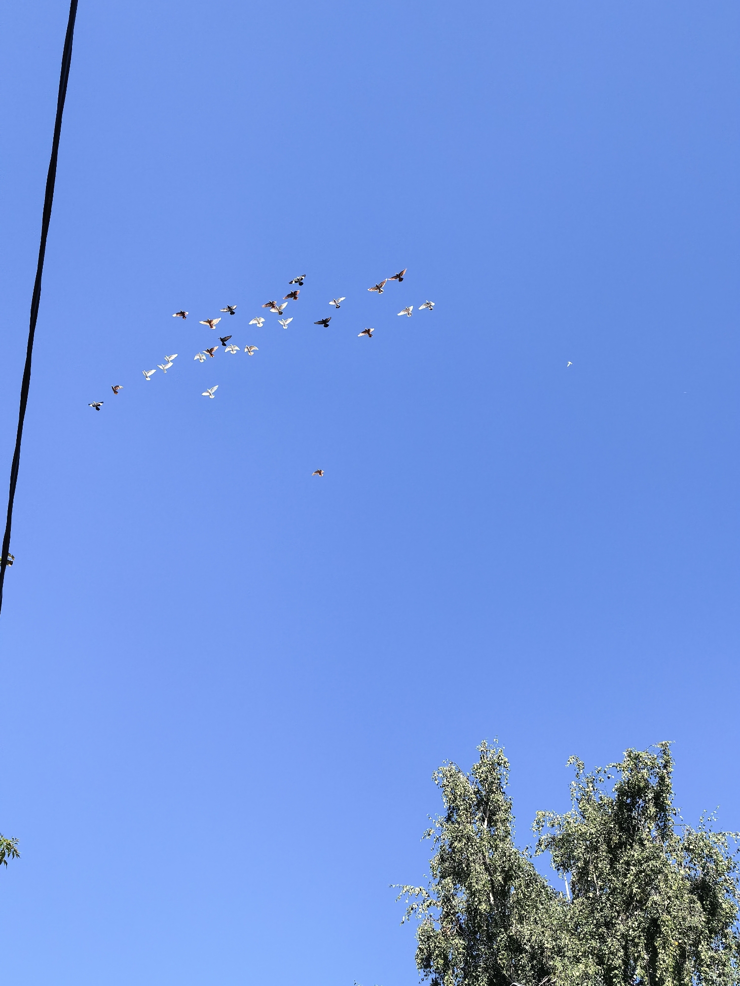A flock of birds is flying in a clear blue sky, with a black power line on the left side of the frame. Trees with green foliage are visible at the bottom right of the image. There are no people or buildings visible in the frame.