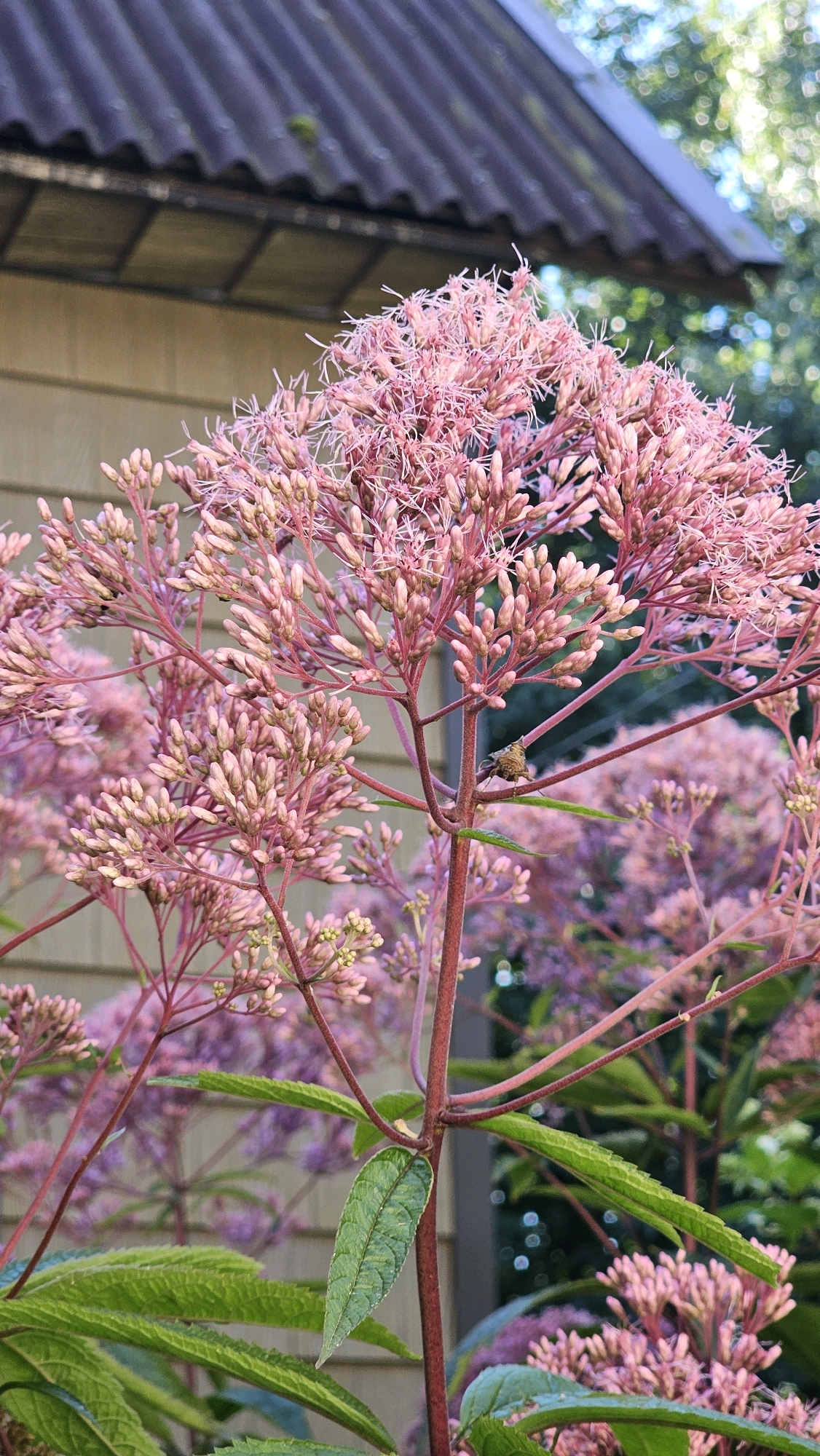 In the city of Yubileynoye SNT, Russia, an outdoor vertical, close-up shot features a cluster of pink flowers, likely Joe-Pye weed, in the foreground. The flowers are in various stages of bloom, with some appearing as dense clusters of buds and others displaying fluffy, feathery petals. A single green leaf is visible on the reddish stem of one of the plants. In the mid-ground, a small, brown insect with segmented legs is perched on the stem. Behind the flowers, the beige siding of a building is visible, with a dark gray corrugated roofline extending across the top of the frame. Out-of-focus green foliage and distant bokeh lights suggest a lush, natural environment surrounding the structure. The lighting indicates it is daytime, with sunlight illuminating the scene.