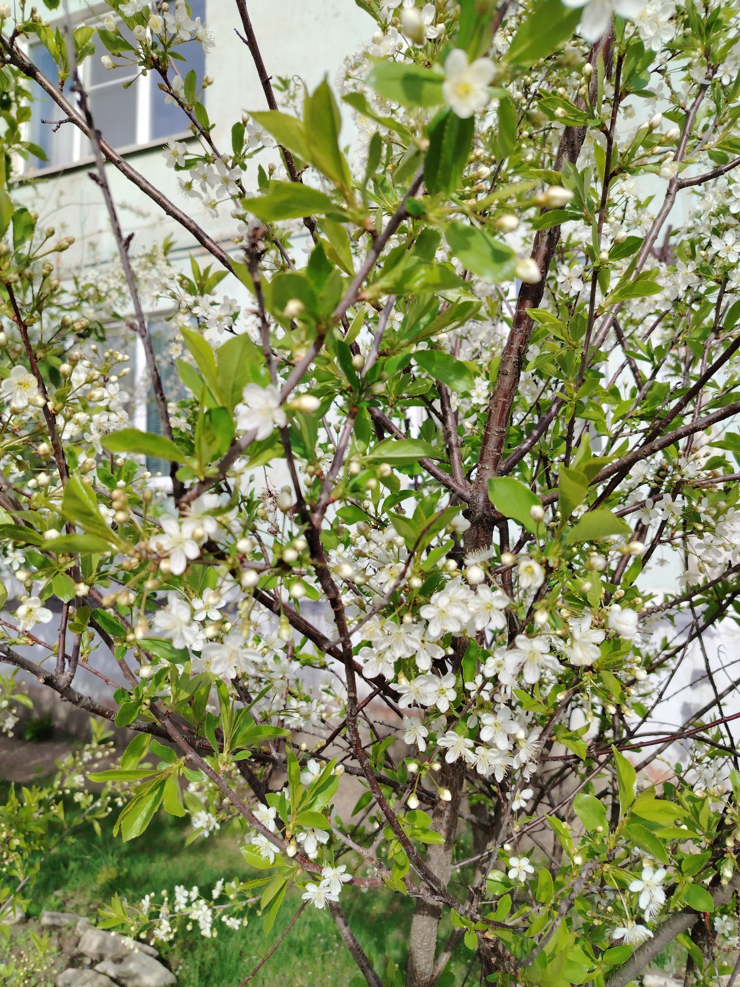 The image shows a flowering tree with white blossoms and green leaves. The tree is close-up, filling most of the frame. The background includes part of a light-colored building with windows. The ground is visible at the bottom of the image, showing grass and some stones. It's daytime, with natural lighting.
