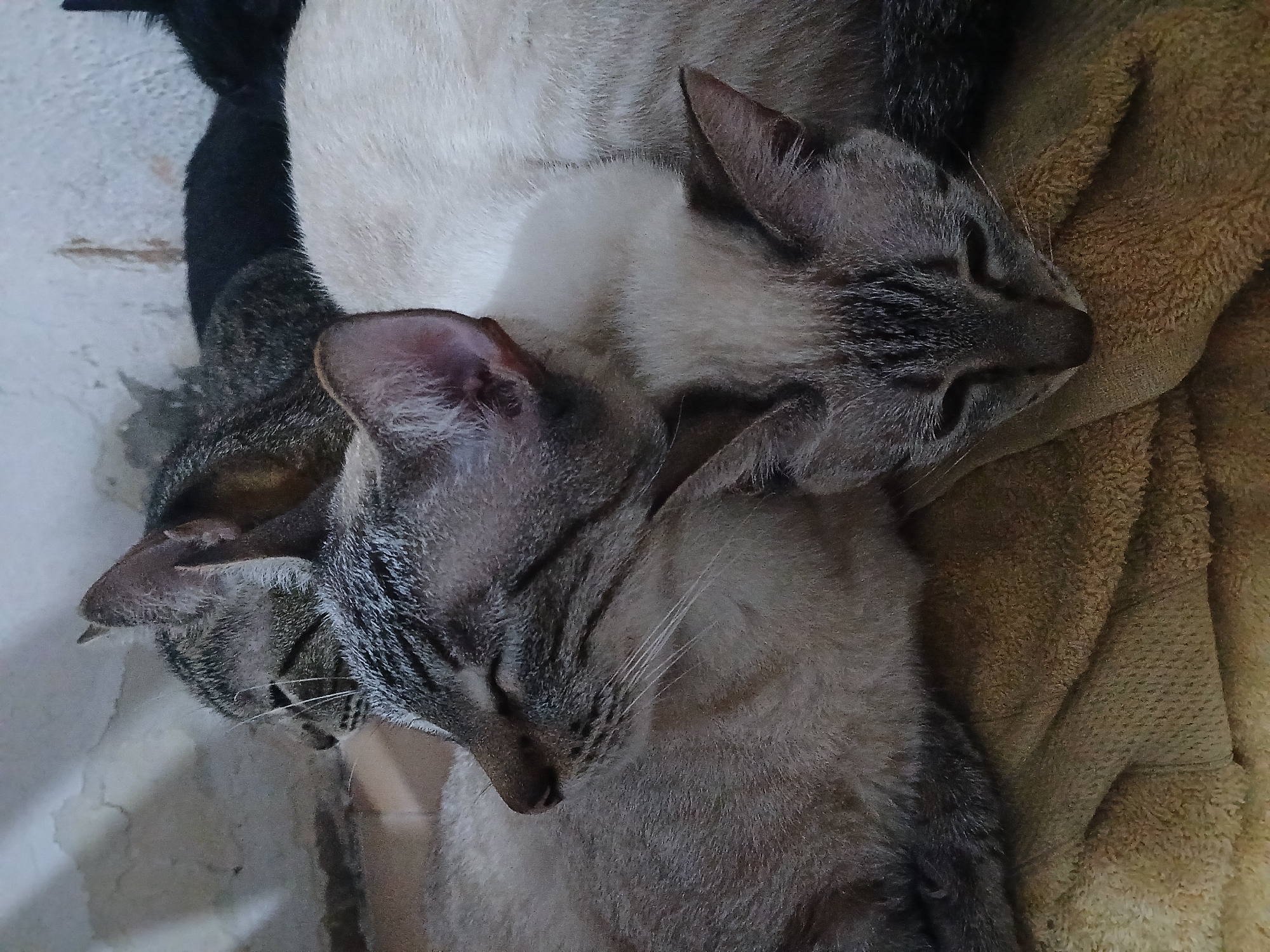 The image shows three cats sleeping in a close huddle, possibly on a towel or blanket. Two of the cats have similar grey and brown tabby-like patterns on their faces and light-colored bodies. A third cat, partially visible, is black. The scene appears to be indoors, though the exact location within Ciudad Guayana, Venezuela is not identifiable.