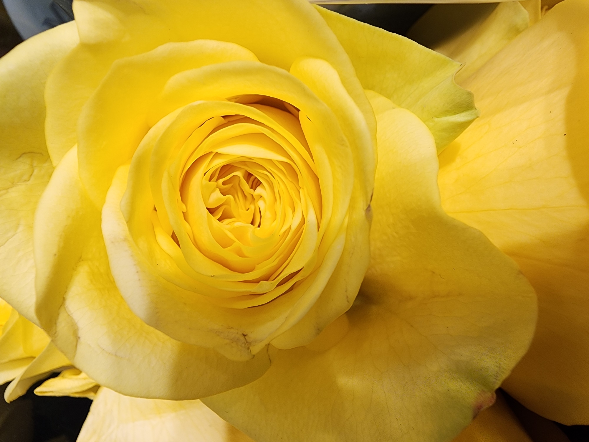 This is a close-up, top-down, vertically oriented, eye-level, full-frame shot of a yellow rose. The rose is depicted in sharp focus, with its petals unfurling from the center outwards. The texture of the petals is visible, showcasing their delicate curves and smooth surfaces. The lighting highlights the bright yellow hue of the rose, with subtle variations in shade and shadow accentuating its form. The background is dark and out of focus, directing all attention to the flower. There is no information available about the location within Camp Hill, United States of America.