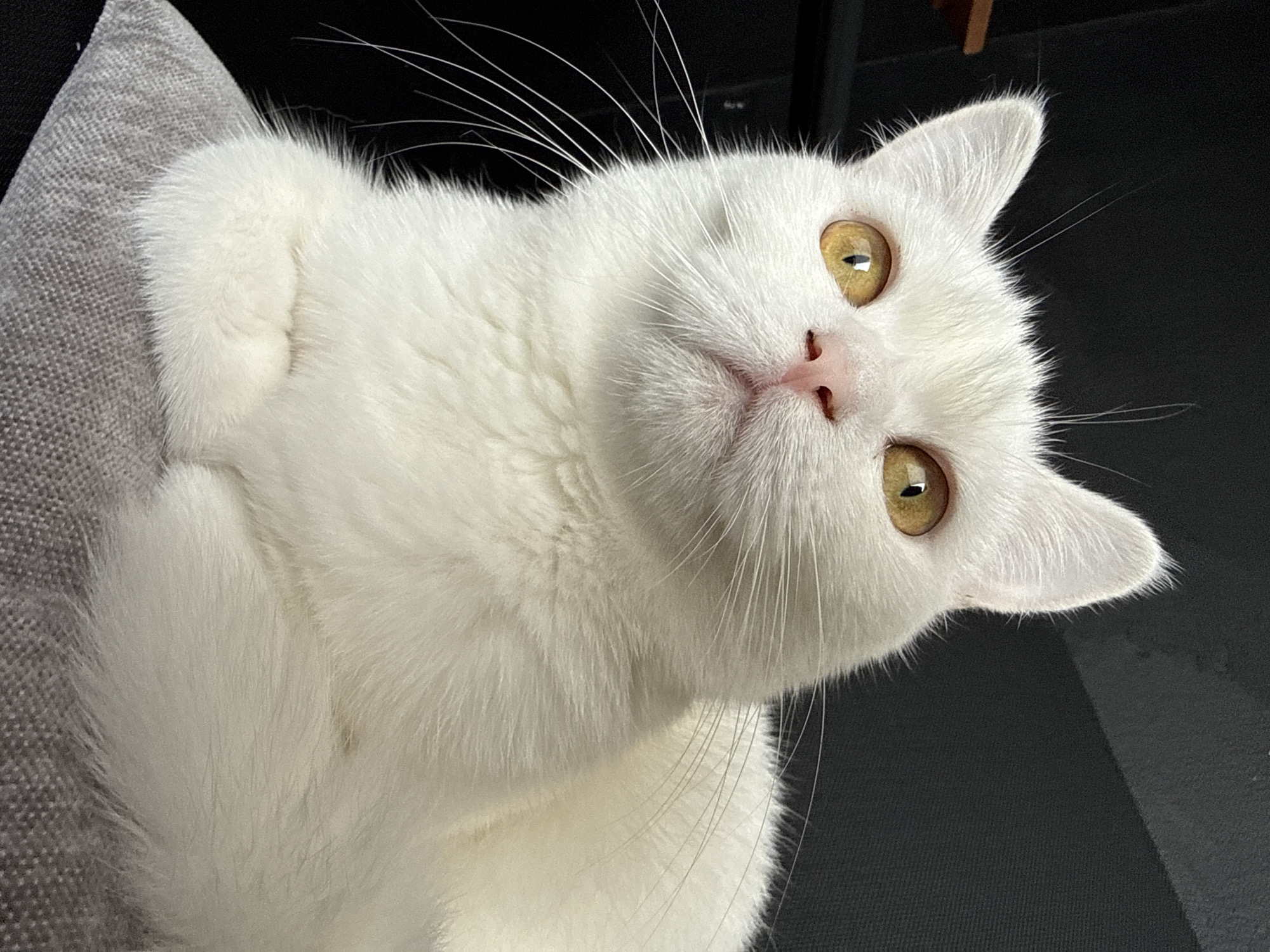 This is a close-up, high-angle shot of a white cat with striking yellow eyes. The cat is lying on a textured gray surface, possibly a cushion or blanket, with its body mostly filling the frame. Its fur is thick and pristine white, with long, delicate whiskers fanning out from its muzzle and above its eyes. The cat's head is tilted slightly, and it appears to be looking upwards towards the camera with a calm and curious expression.
The background is dark and indistinct, suggesting an indoor setting with low lighting. The shallow depth of field blurs the background, ensuring the cat remains the primary focus. The lighting highlights the softness of the cat's fur and the intensity of its gaze.
The image captures a moment of quiet repose for the animal. There are no people or text visible in the media file. The overall mood is serene and intimate, drawing the viewer into the cat's personal space. The quality of the image is sharp, emphasizing the textures and details of the cat's features.