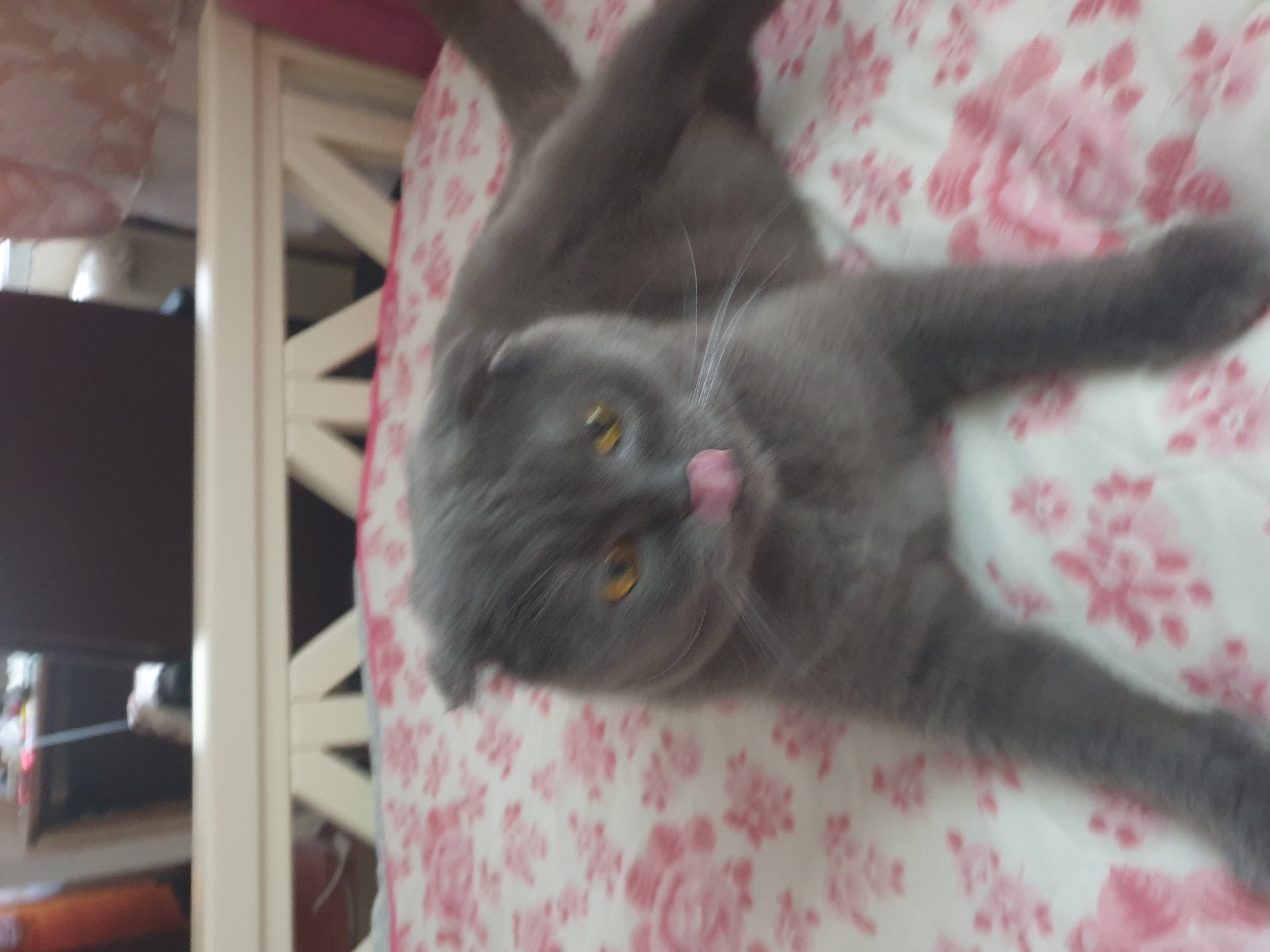 A gray Scottish Fold cat is lying on a bed with a pink floral pattern. The cat has yellow eyes and its tongue is sticking out. The background is blurry and shows a bed frame and some furniture. The image is taken from a close-up perspective. There is no information in the image to suggest a specific location in Lozovyi Yar, Ukraine.