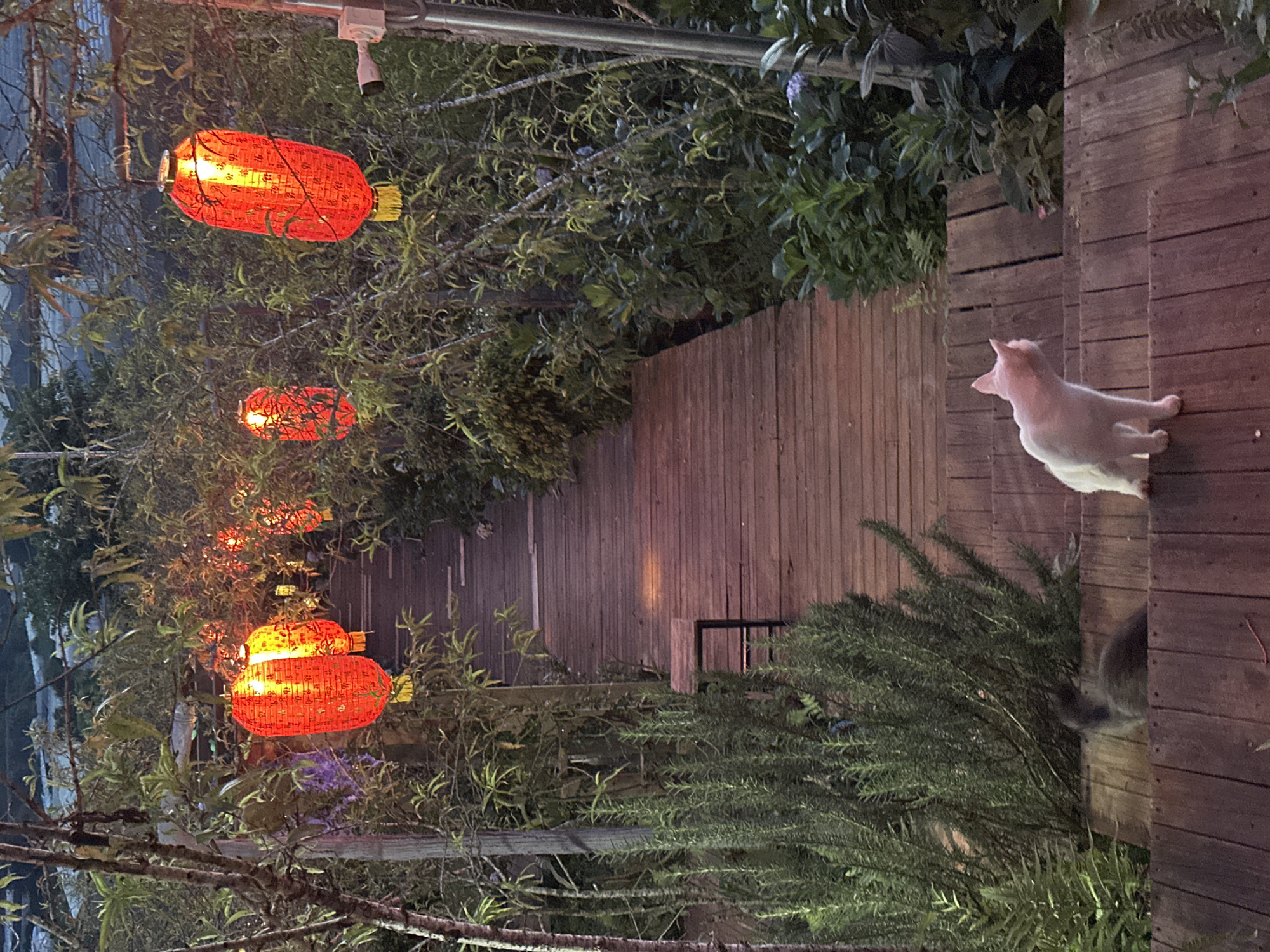 The image depicts an outdoor scene at dusk in Lộc Quý, Vietnam. Several bright orange, illuminated lanterns hang from branches, casting a warm glow amidst lush greenery. A wooden walkway or staircase winds through the foliage, leading further into the scene.
On the wooden stairs, two cats are visible. A light-colored cat, possibly white or cream, is perched on the steps, looking to its left with its head slightly tilted. A darker-colored cat, appearing mostly gray, is partially obscured by the greenery and the edge of the stairs, with only its back and tail visible.
The setting appears to be a garden or a similar outdoor space, possibly a pathway in a residential or hospitality area, given the lanterns and well-maintained wooden structures. The time of day is clearly evening, as indicated by the artificial lighting of the lanterns and the dim natural light. The atmosphere seems peaceful and serene, with the soft light and the presence of the cats adding to the tranquil ambiance. No text is visible in the image.