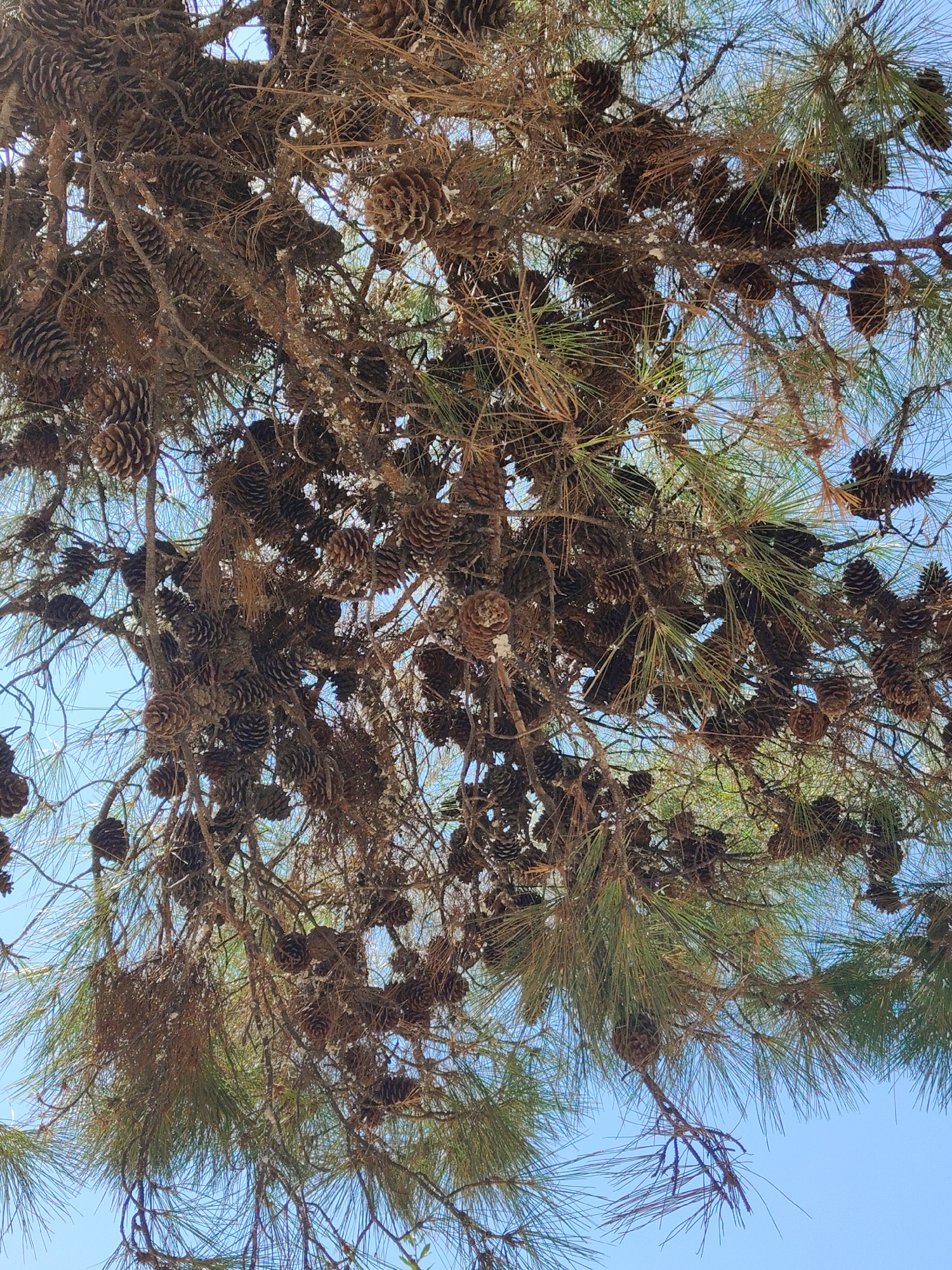 The image is a close-up, downward-looking shot of a dense pine tree laden with numerous pinecones. The pine needles are a mixture of green and brown, indicating some dryness or seasonal change. The pinecones vary in size and are clustered together on the branches, some hanging downwards. The background is a clear, light blue sky, suggesting an outdoor setting on a sunny day. There are no people or animals visible in the image. The scene is likely from a park, a residential area with trees, or a natural landscape within the city of Thessaloniki Municipal Unit, Greece. The overall impression is of a tree in a natural state, possibly during autumn or late summer, with a profusion of its fruit.