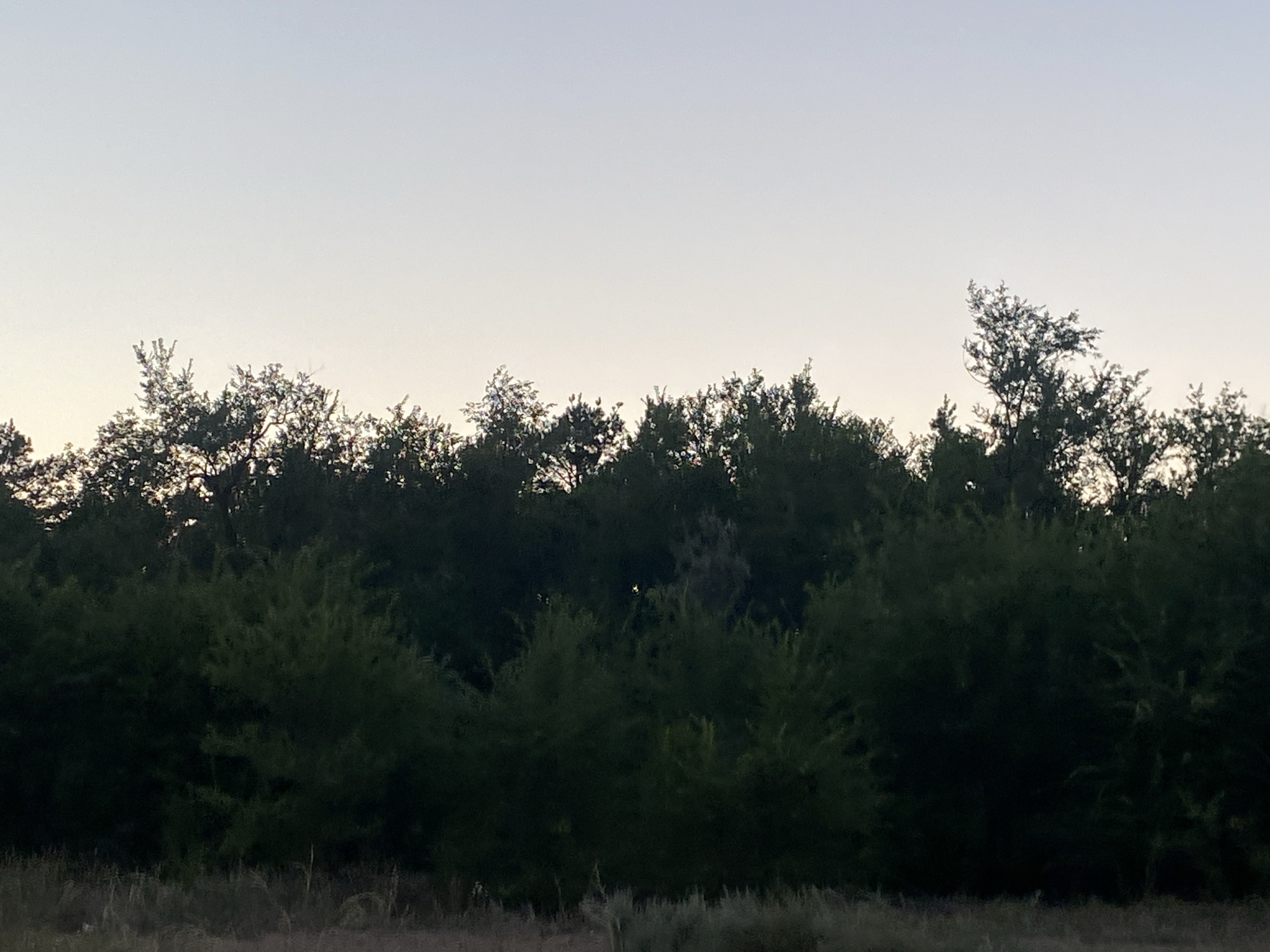 The image shows a treeline against a pale sky at dusk or dawn. The trees are dark green and form a dense canopy. In the foreground, dry grass and some twigs are visible. The setting appears to be rural or natural, with no buildings or human activity evident. The location is identified as Байқоныс ауылдық округі, Kazakhstan.
