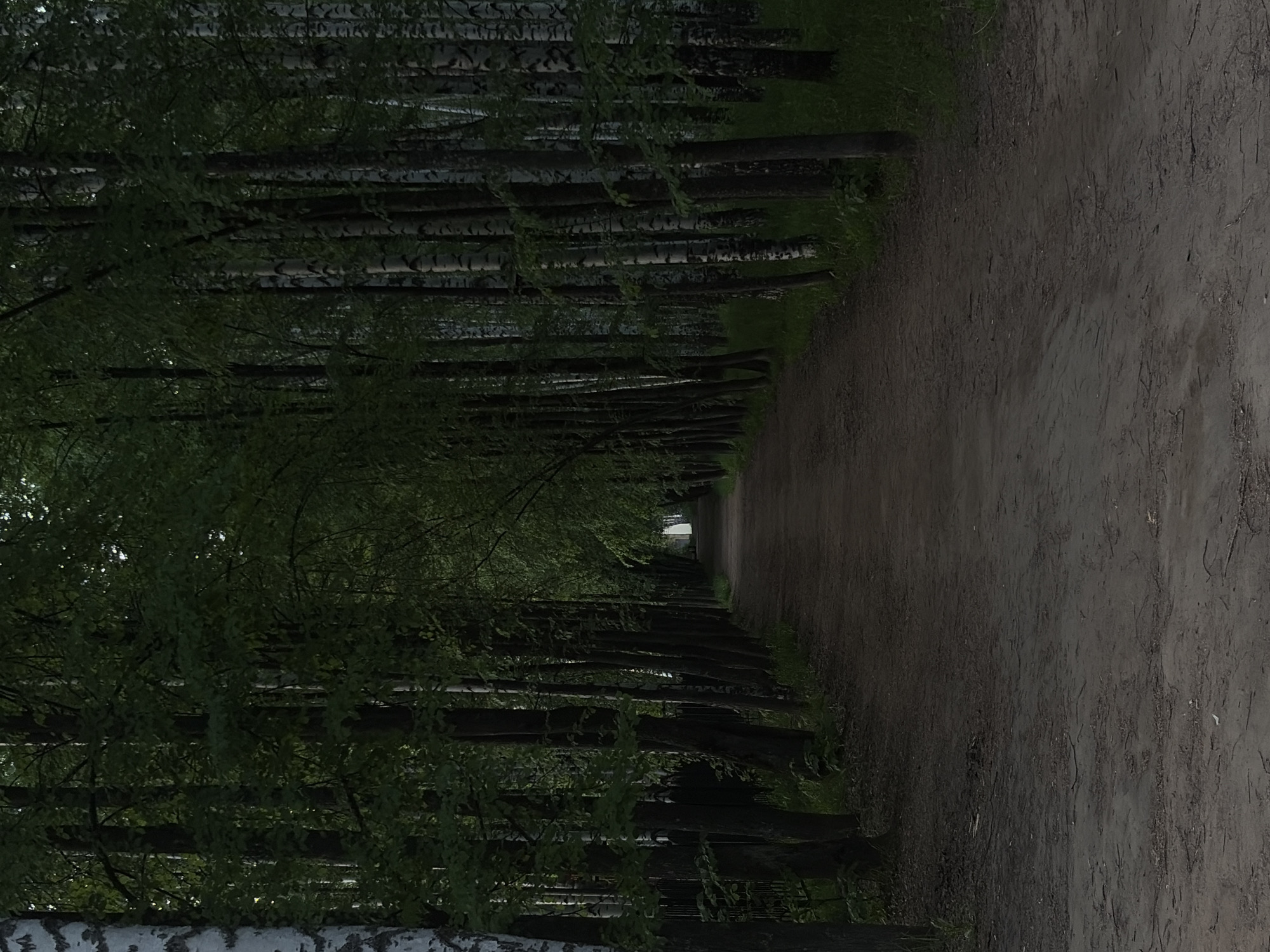 The image depicts a path lined with trees. The path is made of dirt and appears to be a walking trail. The trees are tall and thin, with dark trunks and green leaves. The path stretches into the distance, and there is a building in the far distance. The location is in the city of Unknown, Unknown.