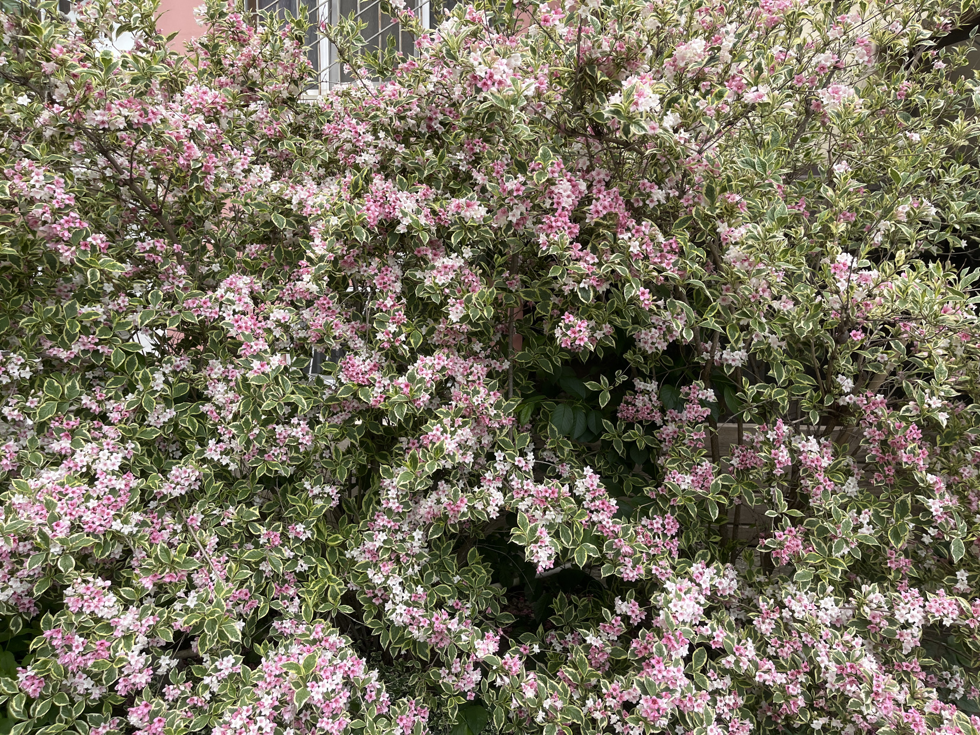 The image shows a dense flowering bush with pink and white blossoms and variegated green and white leaves. The bush is growing in front of a building with a pink facade and white framed windows. The location is Krasnodar, Russia.