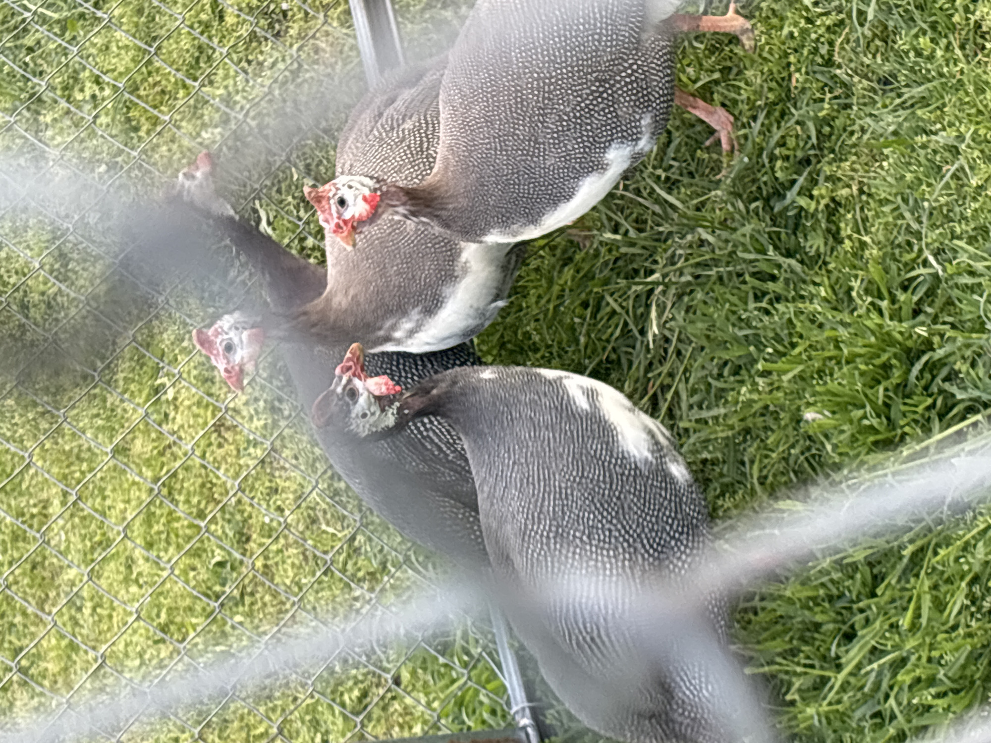 Four helmeted guineafowl stand on grass inside a wire enclosure. The setting is possibly in Lehchevo, Bulgaria. The birds are speckled gray with red and white heads. The grass is green and lush. A metallic object is partially visible in the foreground. The photo is taken from outside the enclosure.
