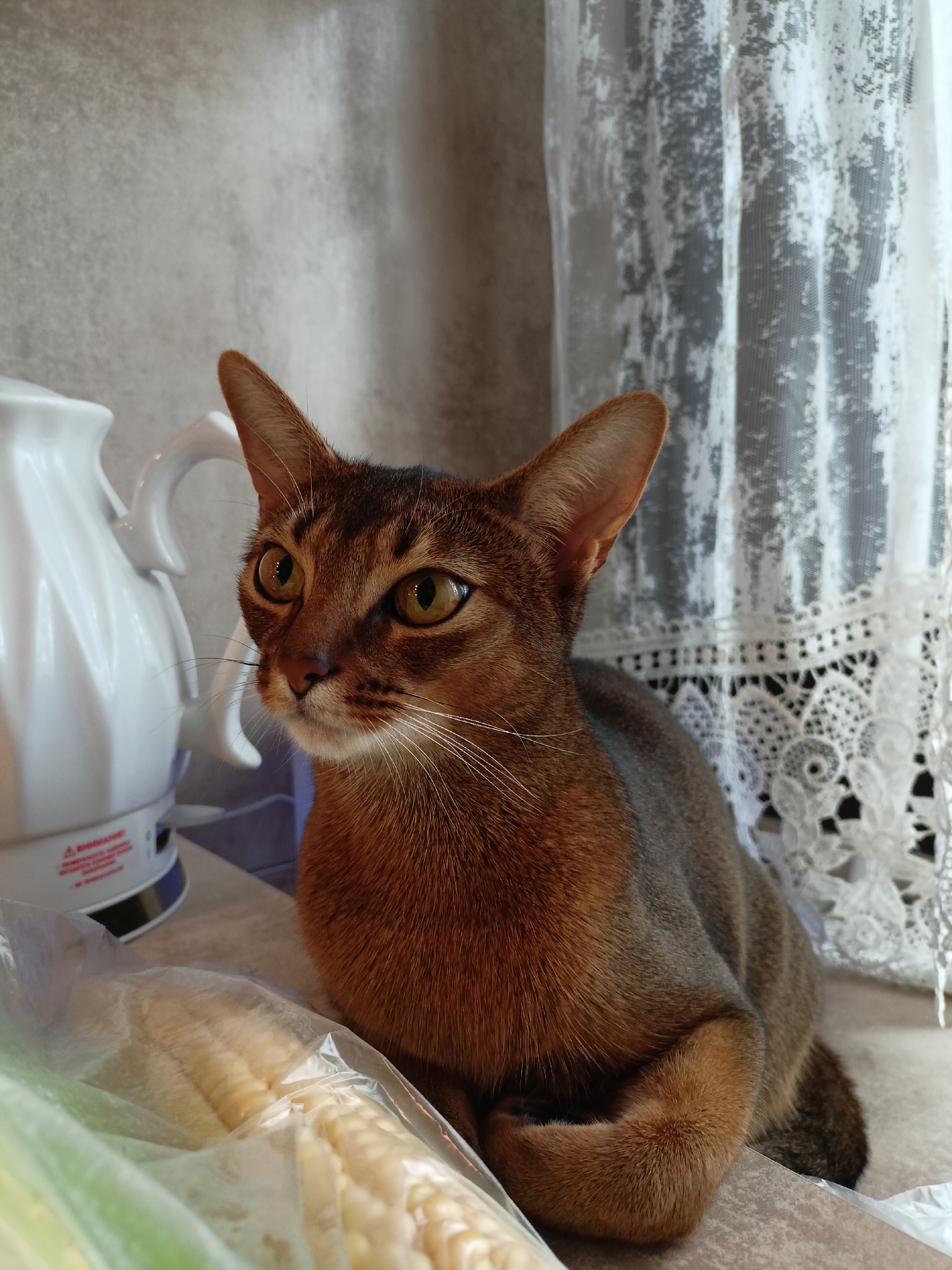 An Abyssinian cat is seated on a surface, likely a countertop, with its paws tucked underneath. The cat is a rich reddish-brown color with distinctive ticked fur. Its large, alert ears are pointed upwards, and its wide, golden eyes are looking to the left of the frame. To the left of the cat is a white electric kettle with a handle and spout. In the foreground, partially obscuring the cat's paws, is a clear plastic bag containing what appears to be corn on the cob. In the background, to the right of the cat, is a white lace curtain with a floral pattern. The overall environment suggests an indoor setting, possibly a kitchen. No specific location within Volgodonsk, Russia can be determined from the visual information.