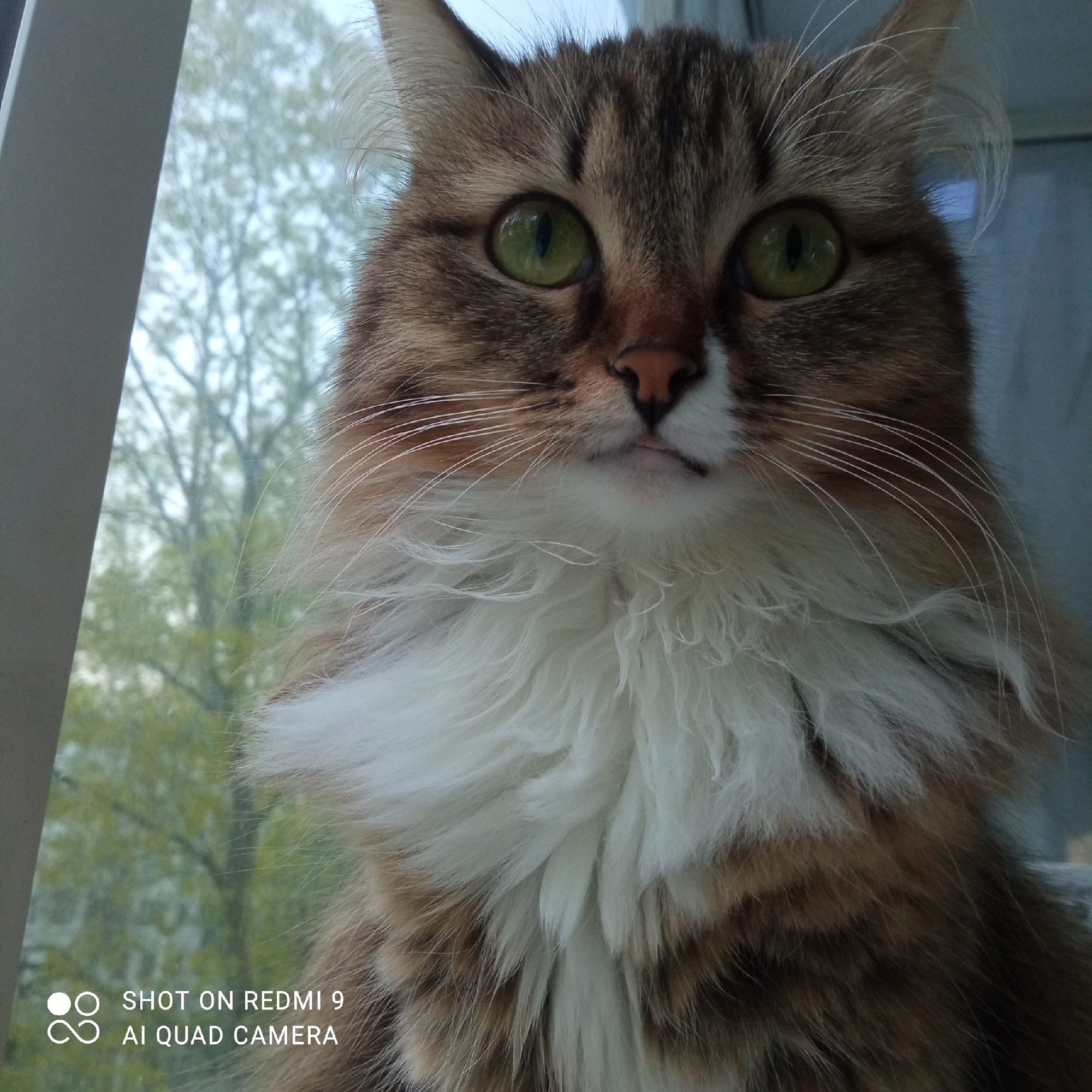 A medium shot of a long-haired brown, white, and tan cat is captured in front of a window. The cat has green eyes and a light pink nose. The background shows the blurred image of trees and the window frame. The photo includes a watermark in the lower-left corner that reads "SHOT ON REDMI 9 AI QUAD CAMERA". There is no evidence the location is Chaikovsky, Russia.