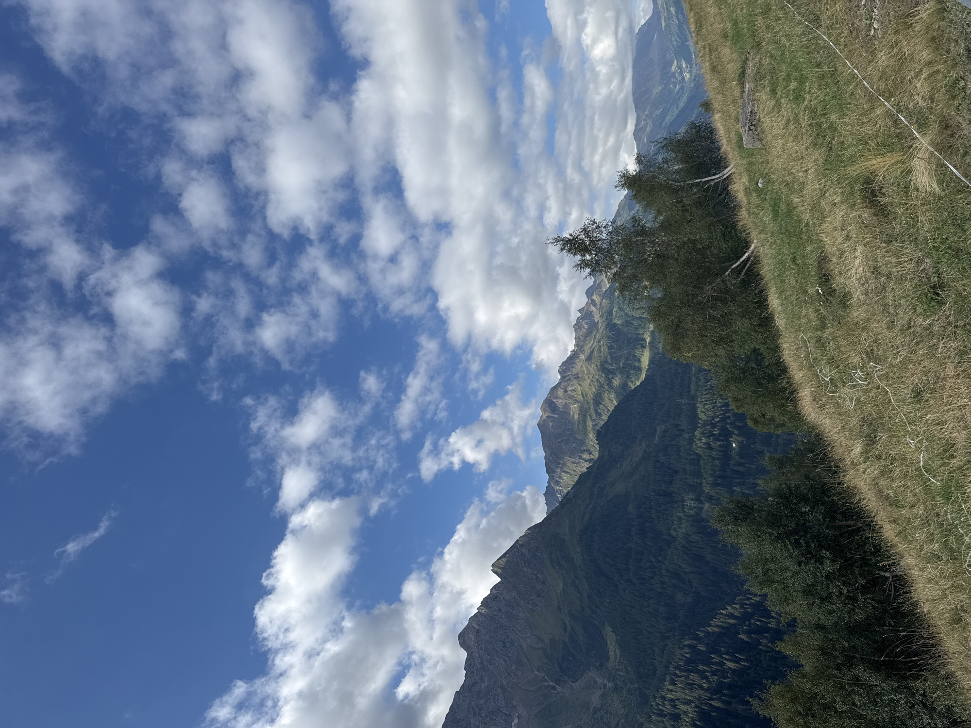The image depicts a scenic mountain landscape with a clear blue sky dotted with white clouds. In the foreground, a grassy slope is covered with dry, golden grass. Several trees, primarily birch trees, are scattered across the slope. A weathered, light-colored rock sits on the grass. In the mid-ground, a dense forest of dark green coniferous trees covers the lower slopes of the mountains. The mountains themselves are rugged and rocky, with some appearing to have patches of green vegetation and snow. The sky is a vibrant blue, with fluffy white clouds casting shadows on the mountains. The overall scene suggests an outdoor, natural environment. This view is characteristic of the alpine region surrounding Airolo, Switzerland, known for its dramatic mountain scenery, forests, and grassy meadows.