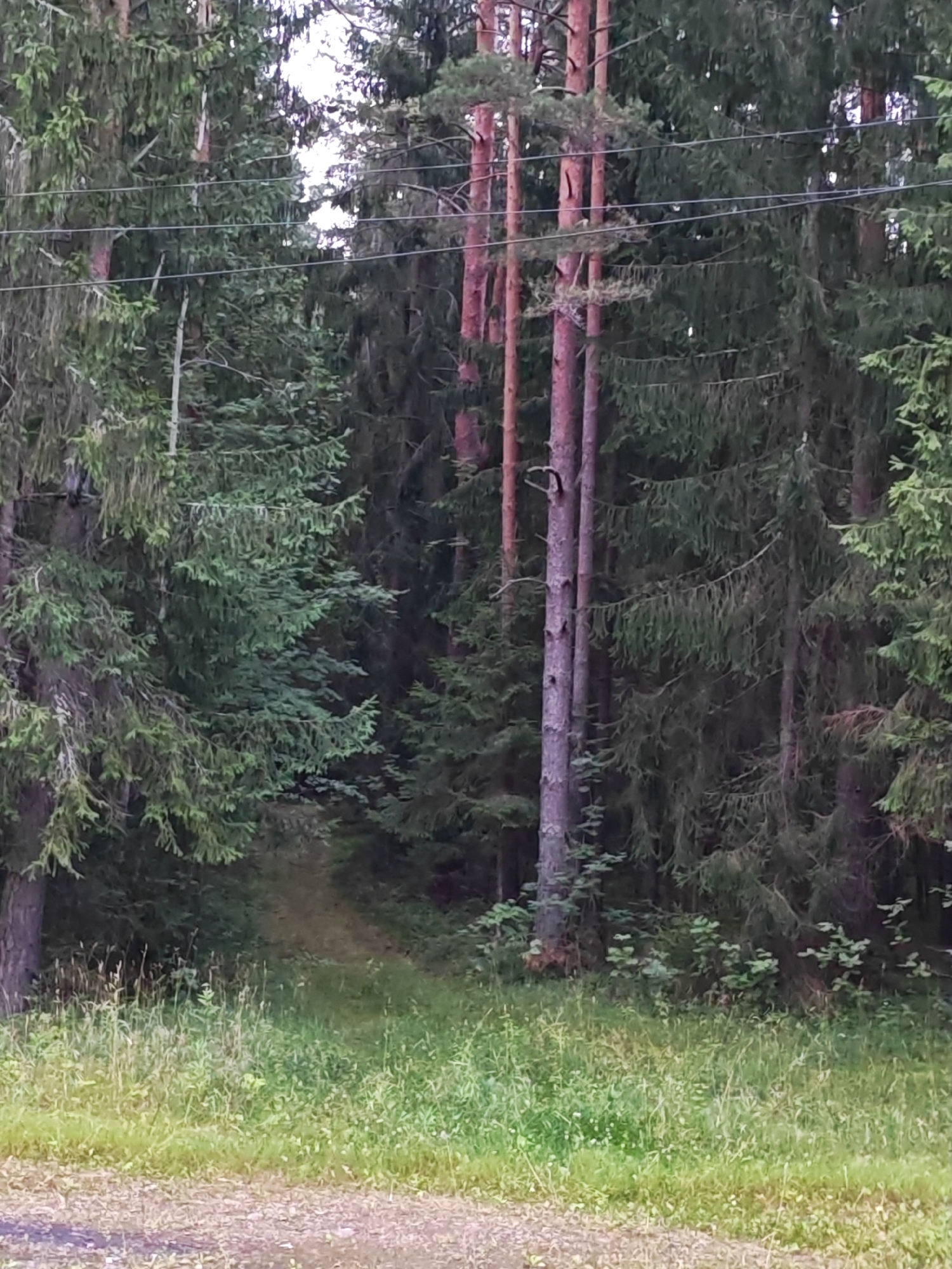 The image shows a dirt path leading into a dense forest in Luga, Russia. Tall pine trees with reddish-brown trunks line the path, and darker green evergreen trees fill the background. The ground is covered with grass and some scattered leaves. The lighting suggests it is daytime, possibly late afternoon, with some sunlight filtering through the canopy, creating dappled light and shadows. There are no people or animals visible in the image. The scene depicts a natural, rural environment within the city of Luga.