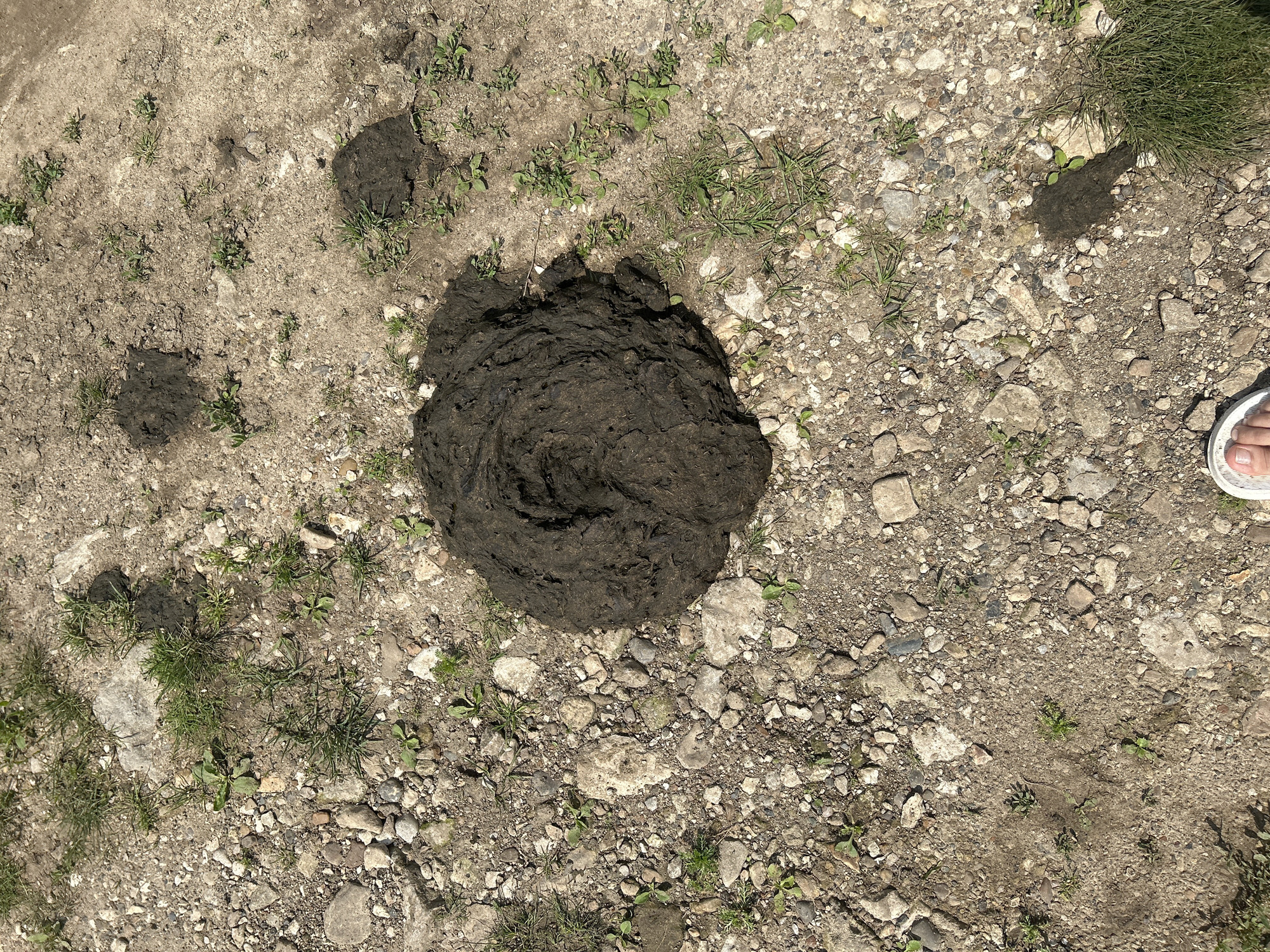 This is a high-angle, full shot of a cow patty on a dirt and gravel ground in Novo Mullakaevo, Russia. The cow patty is large and round, with visible swirls and a dark brown color. Scattered around the cow patty are small green plants and various sized rocks. In the lower right corner, a portion of a person's foot wearing a white sandal is visible. The ground appears dry and dusty.