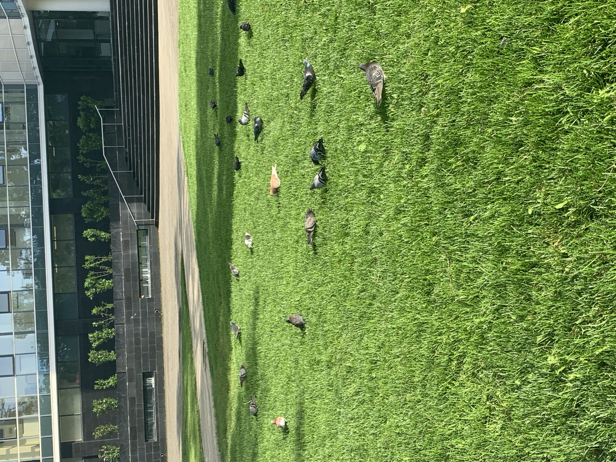 The image shows a grassy area in front of a modern building with a glass facade. There are numerous pigeons scattered across the grass. A paved walkway separates the grass from the building. The building has dark gray stonework near the bottom, punctuated with small trees or shrubs. The image is taken during daylight hours, with clear sunlight casting shadows. The location is Unknown, Unknown.