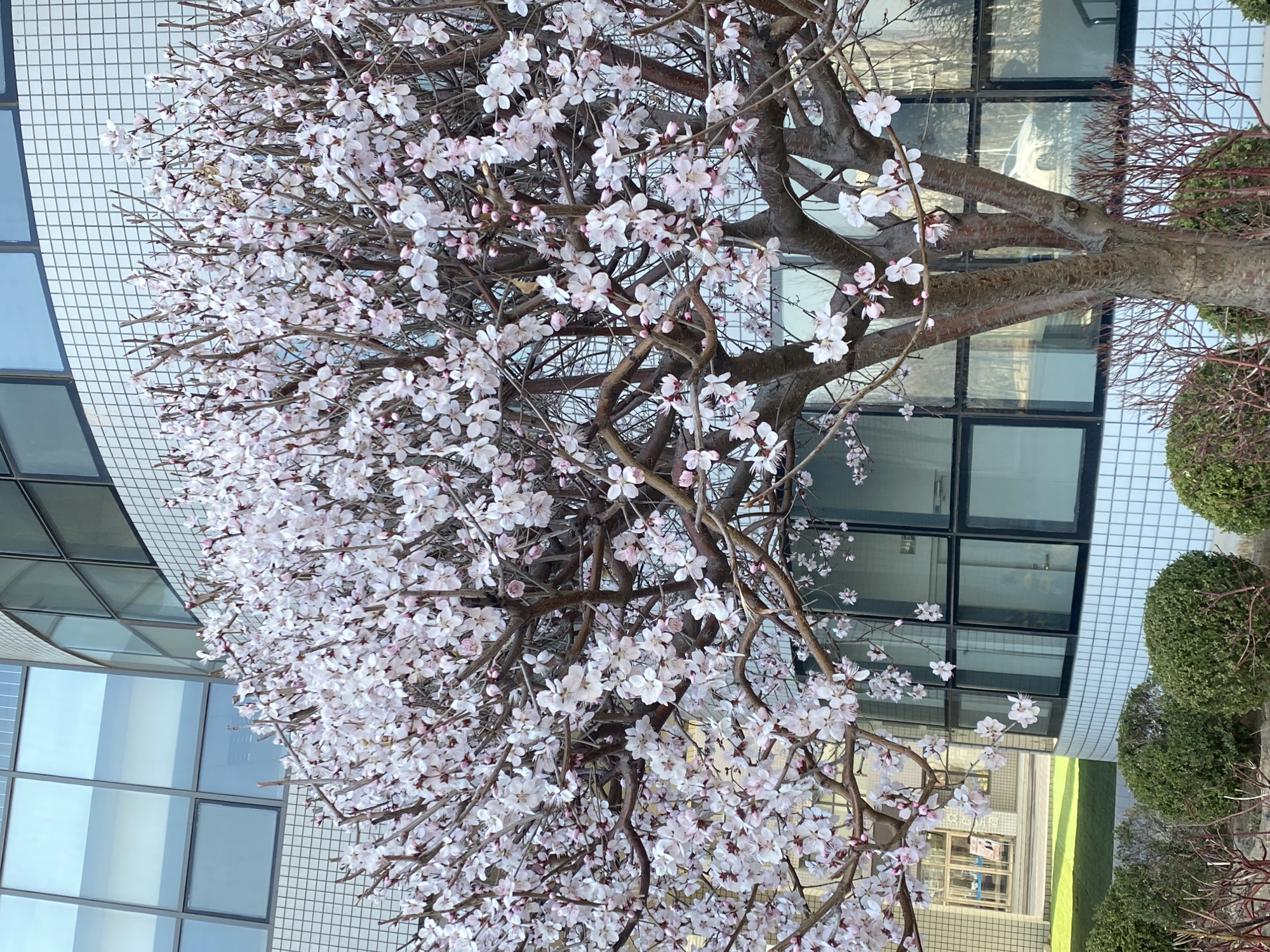 A blossoming tree with light pink and white flowers is the central subject of the photograph. The tree is located in an urban environment, likely in Zhongtun, China, although there is no specific marker of the city's location.
The tree's branches are bare except for the dense clusters of blossoms. Behind the tree is a building with a white, tiled exterior and grid-like windows that reflect the environment. To the side of the tree are rounded, green bushes or shrubs, and partial views of other buildings are visible. The overall scene is set outdoors, likely during the spring season, based on the presence of blossoms.