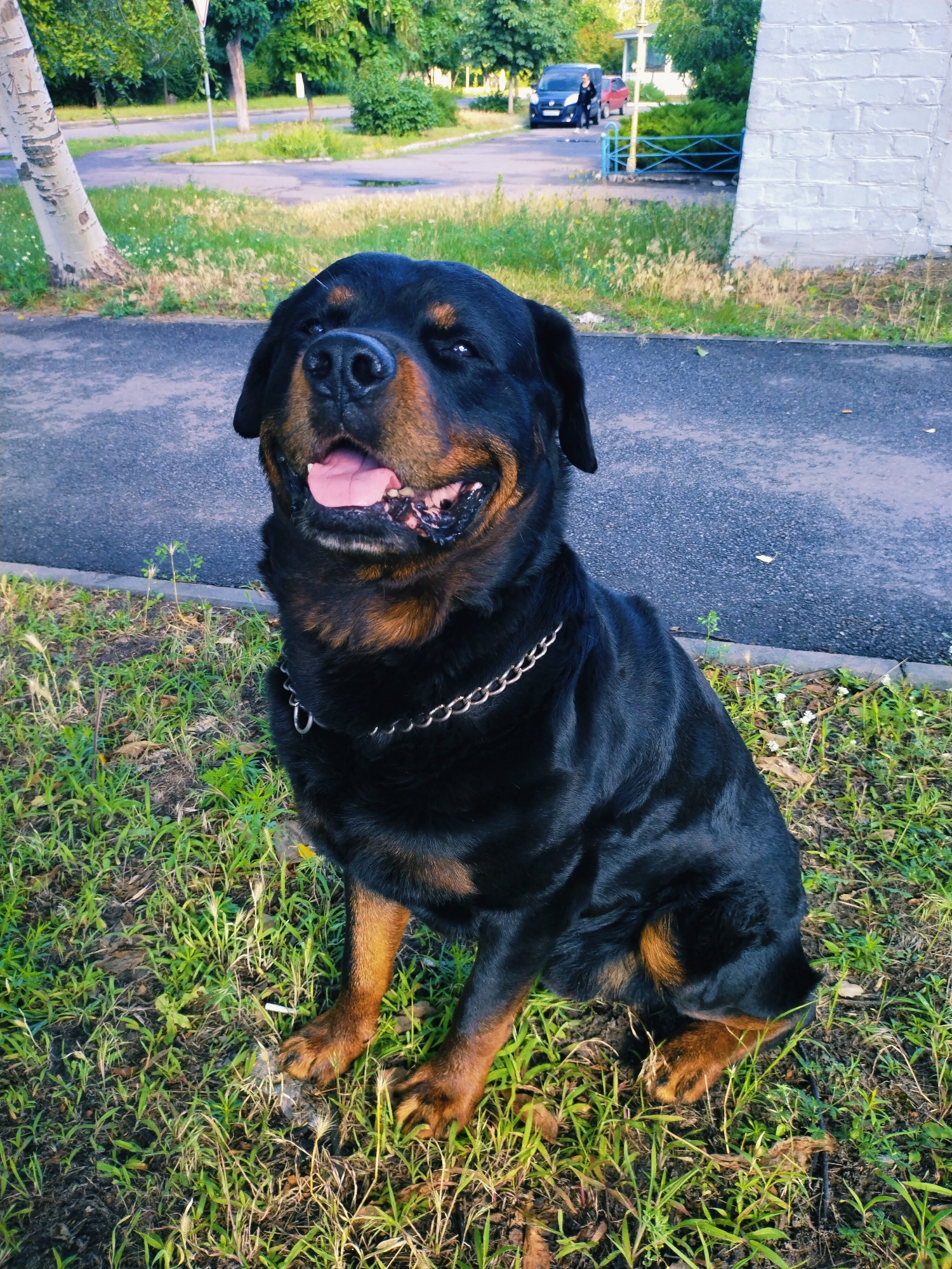 A Rottweiler dog sits on grass next to a paved path in Horishni Plavni, Ukraine. The dog is black and tan with a silver chain collar. Its mouth is open and its tongue is visible. In the background, there is a road, trees, and a white brick structure. A dark blue car and a red car are parked on the road.